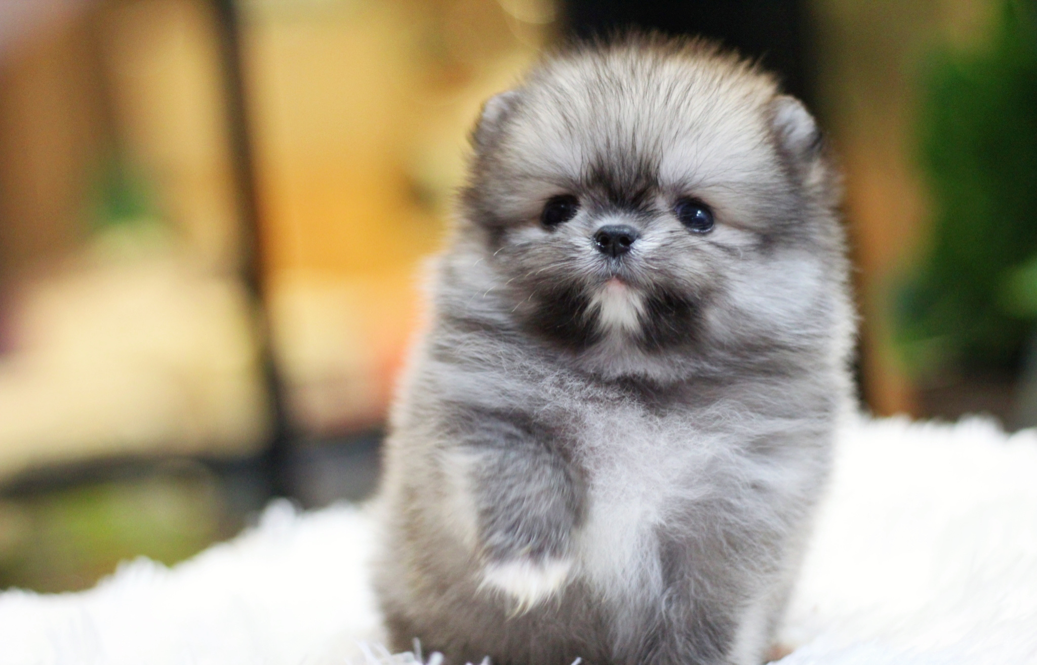 ปอมเมอเรเนียน เพศเมีย สีส้ม