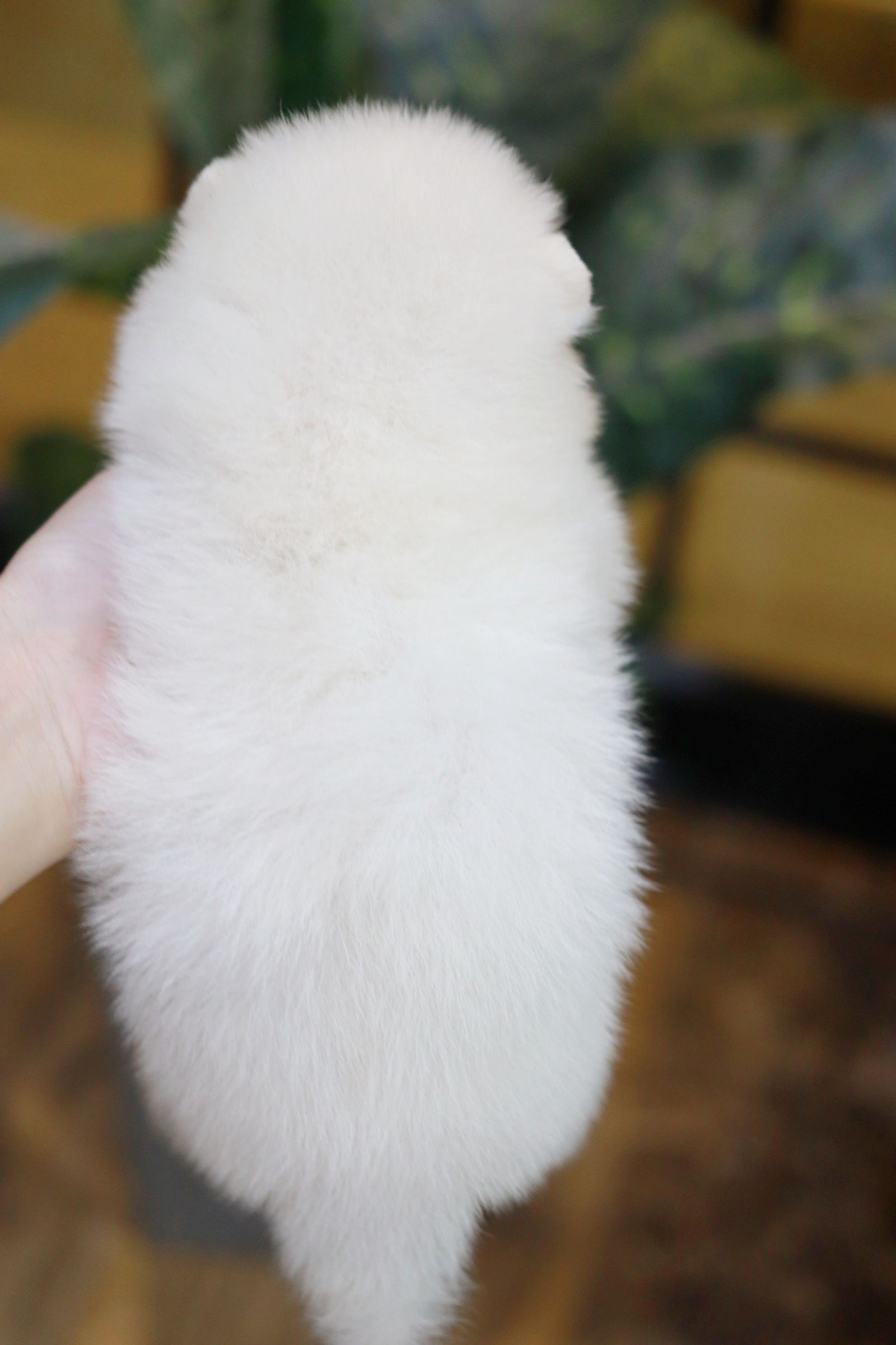 ปอมเมอเรเนียน เพศผู้ หน้าตุ๊กตา