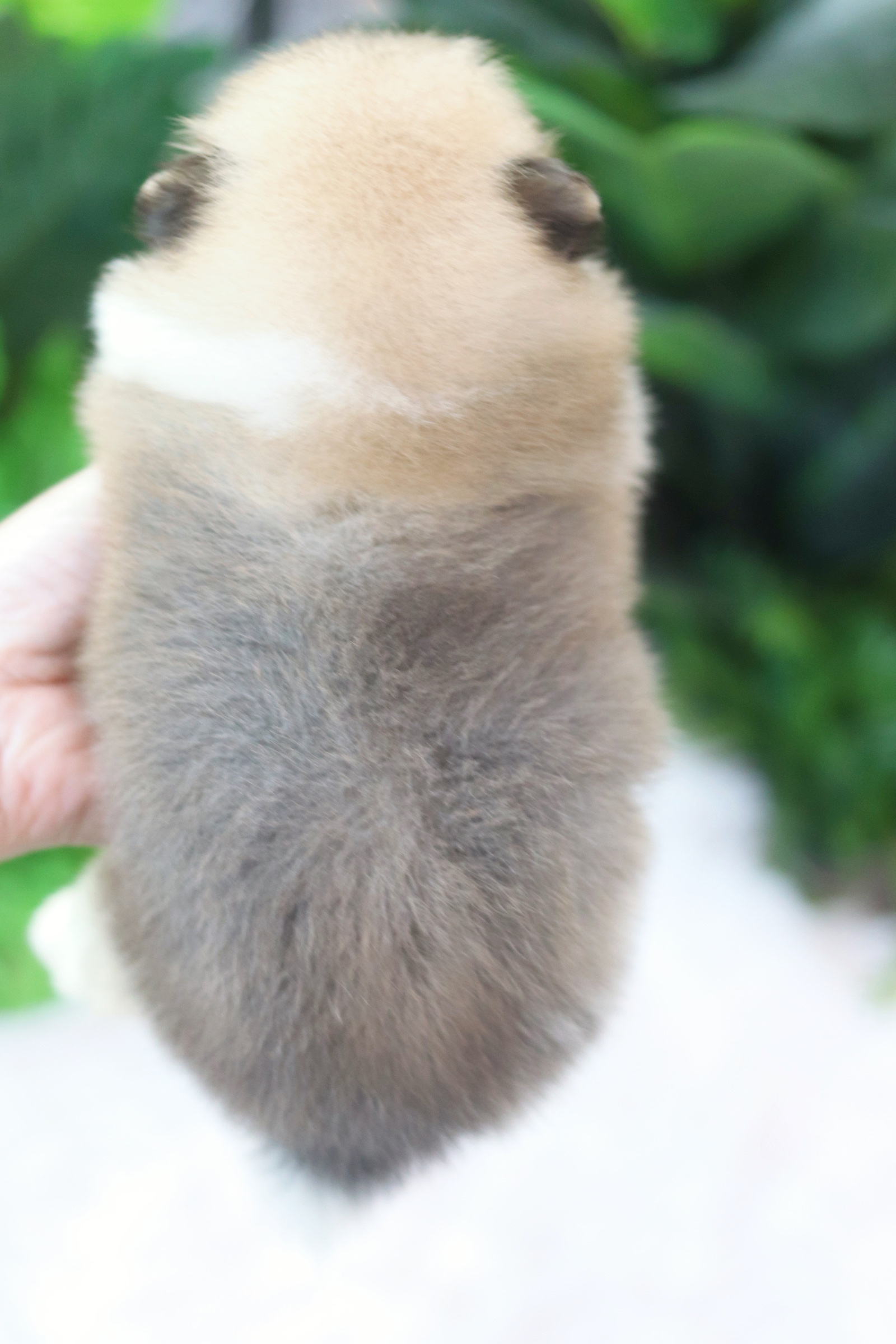 ปอมเมอเรเนียน เพศเมียสีแฟนซี