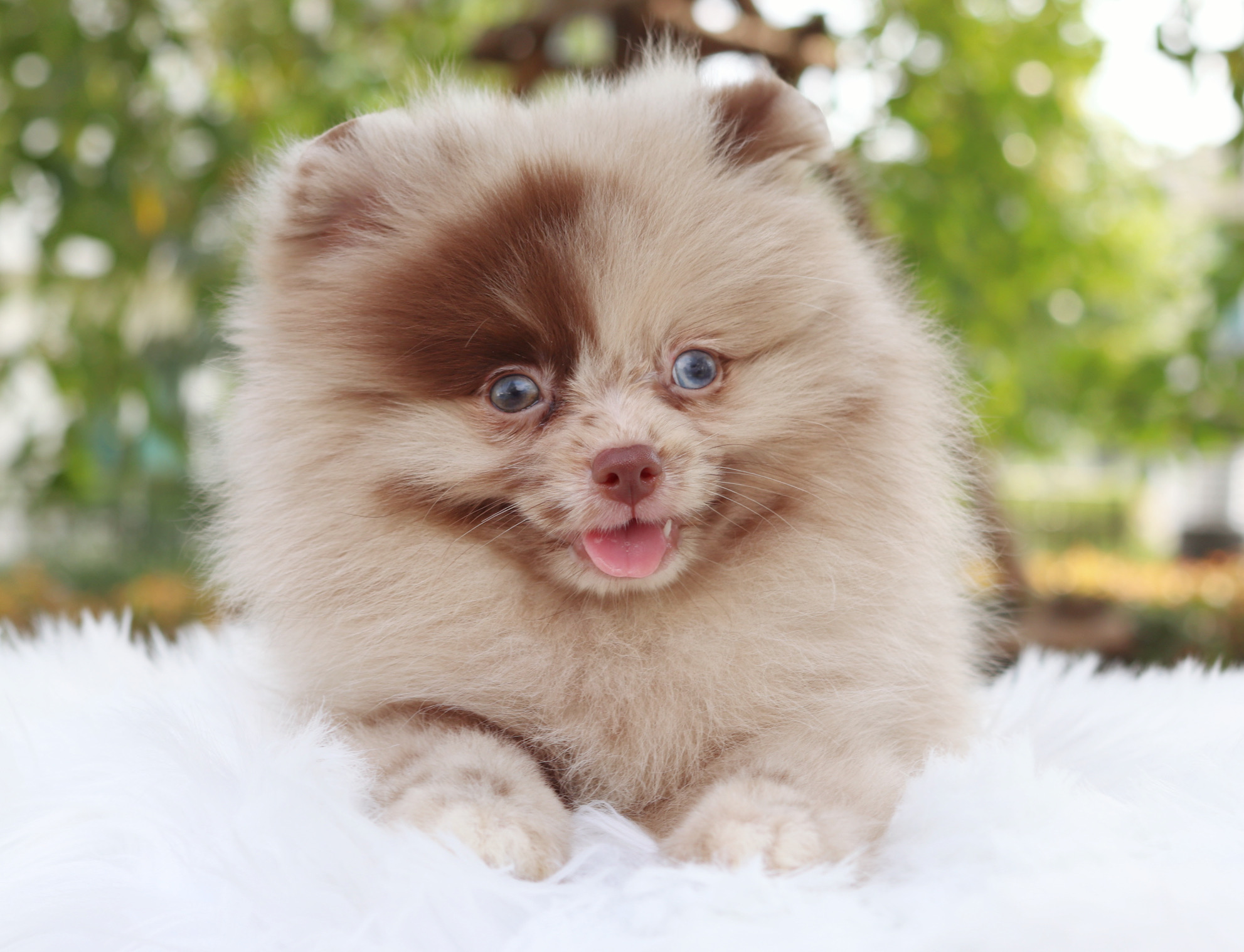 ปอมเมอเรเนียน เพศผู้ สีช็อคเมอร์เร่