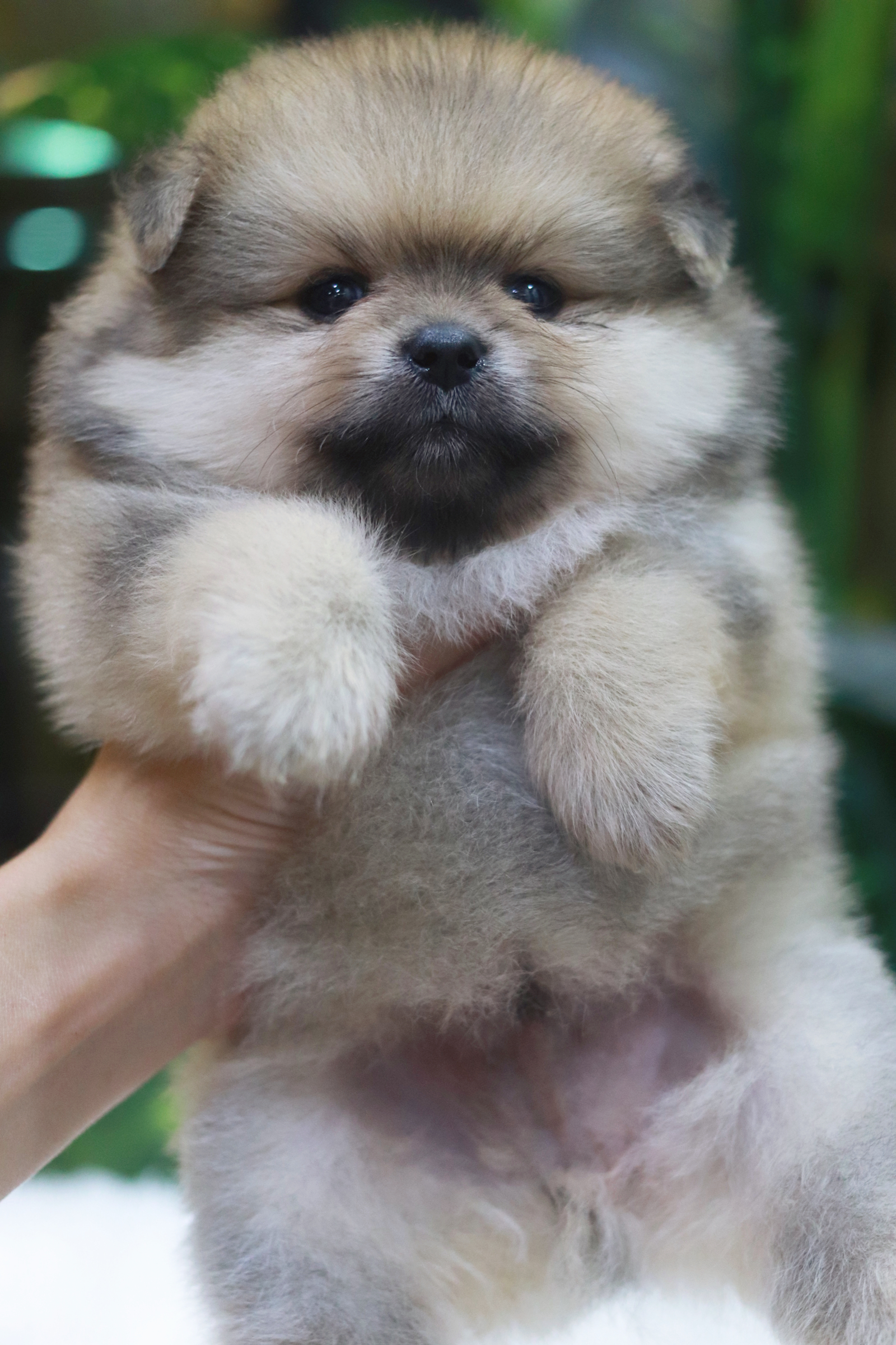 ปอมเมอเรเนียน เพศผู้ สีส้ม