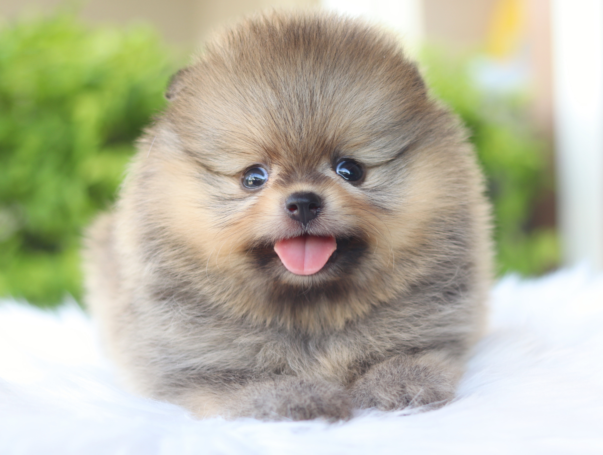 ปอมเมอเรเนียน เพศผู้สีส้ม