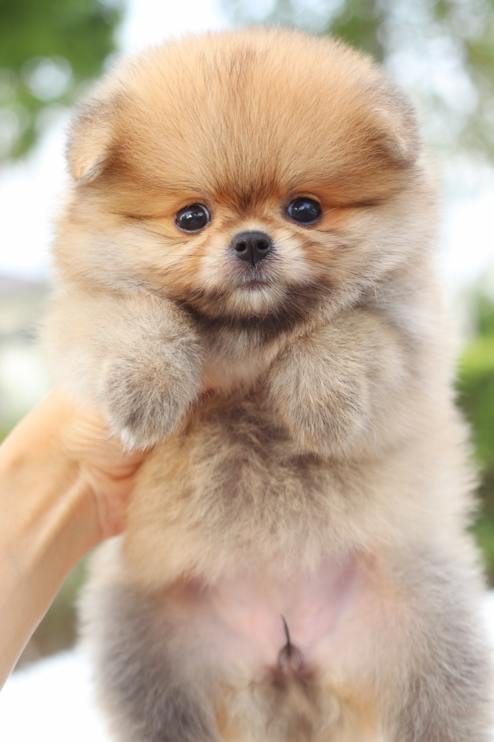 ปอมเมอเรเนียน เพศเมียสีส้ม เกรดโชว์