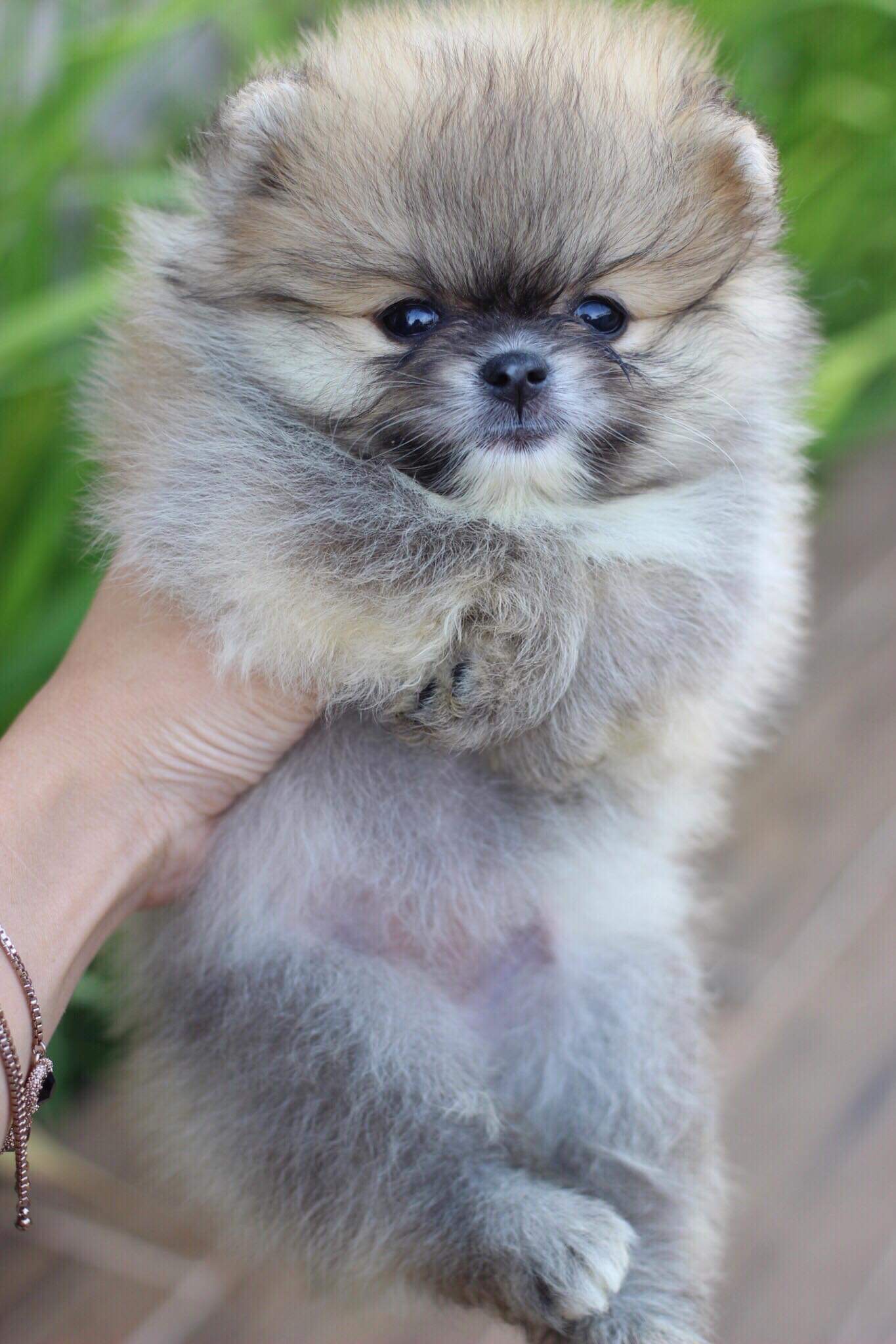 ปอมเมอเรเนียน เพศเมีย