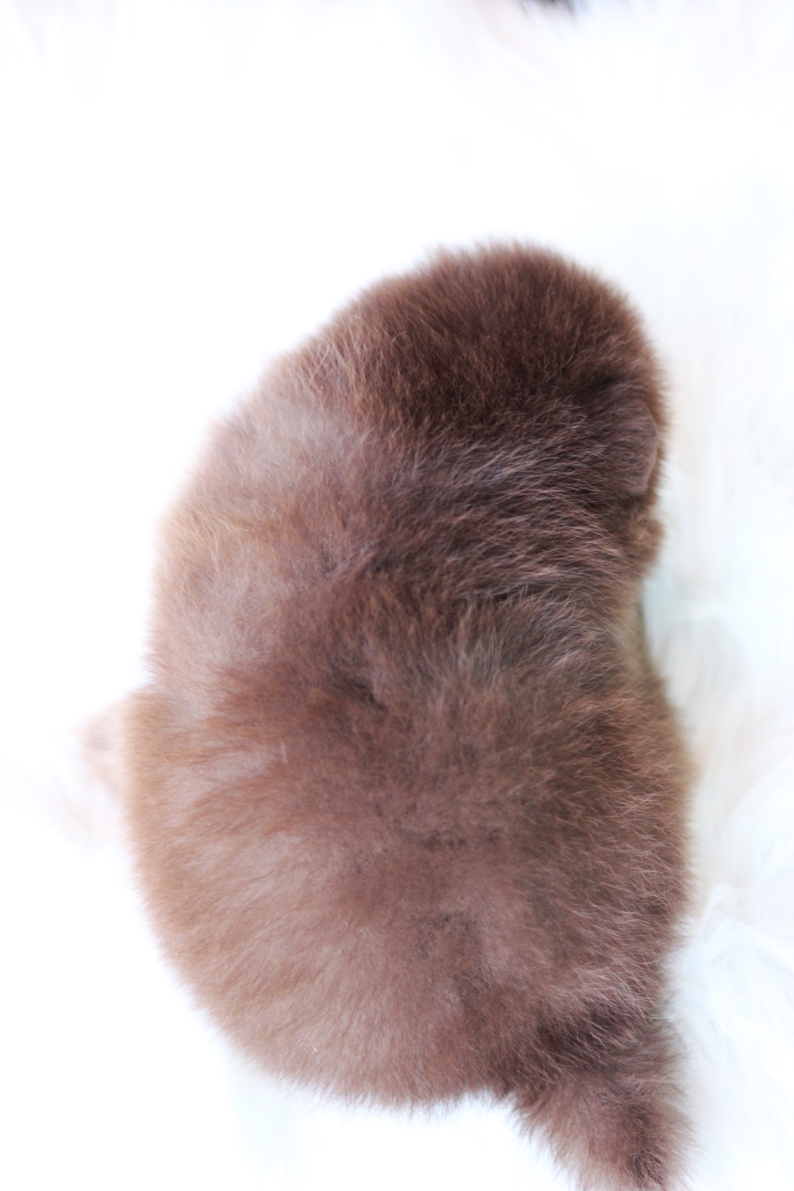 ปอมเมอเรเนียน เพศผู้ สีช็อคแทน