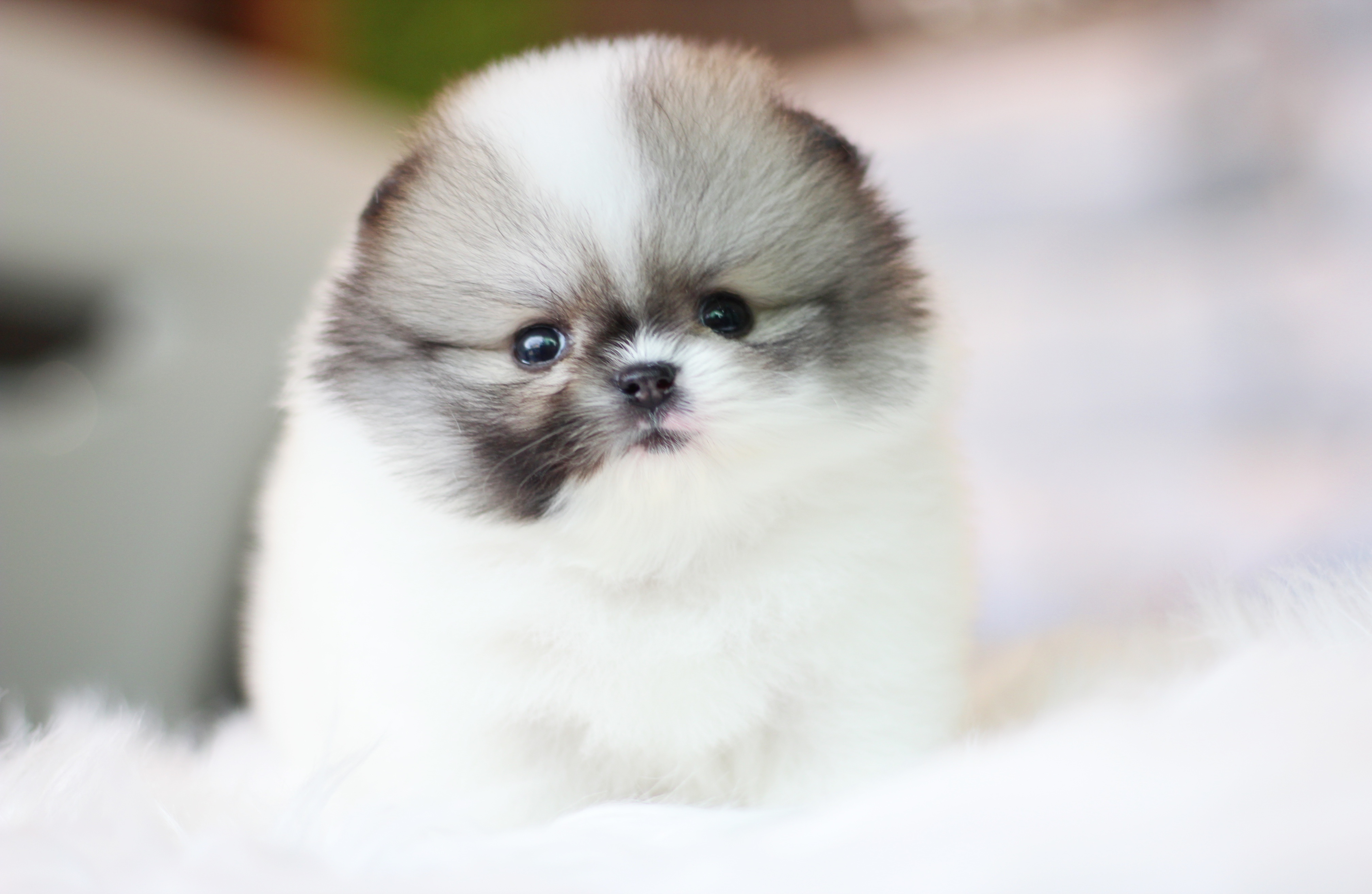 ปอมเมอเรเนียน เพศผู้แฟนซีเกรดโชว์