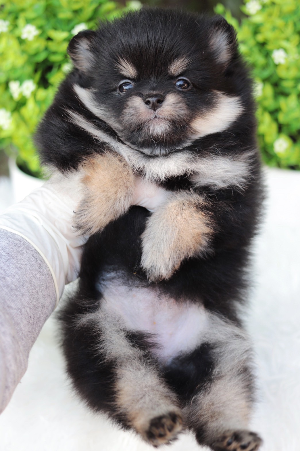 ปอมเมอเรเนียน เพศเมียสีแบล็คแทน