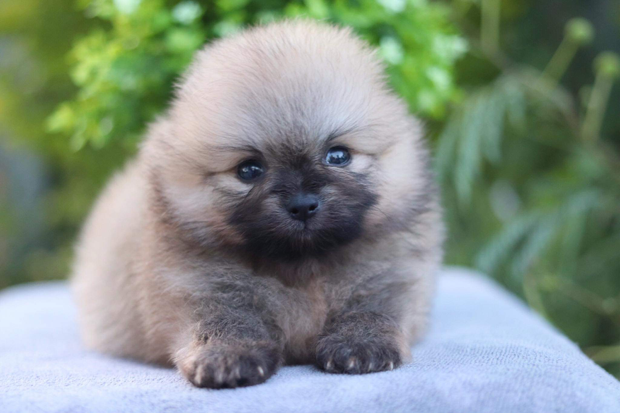 ปอมเมอเรเนียน เพศเมีย