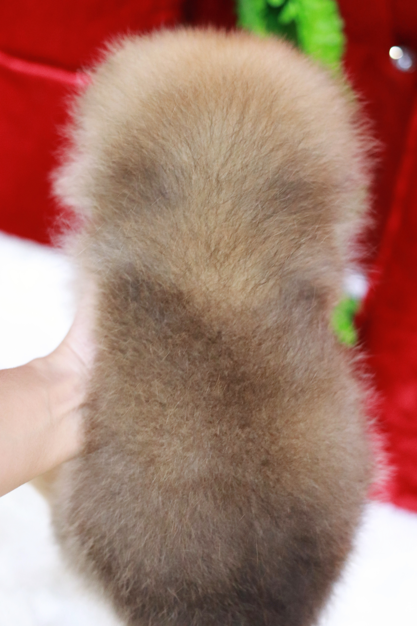 ปอมเมอเรเนียน เพศเมีย สีส้ม