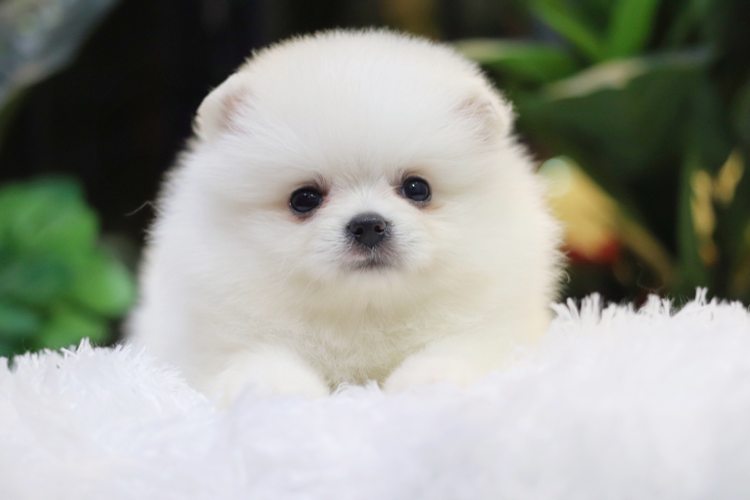 ปอมเมอเรเนียน เพศผู้ สีขาวครีม