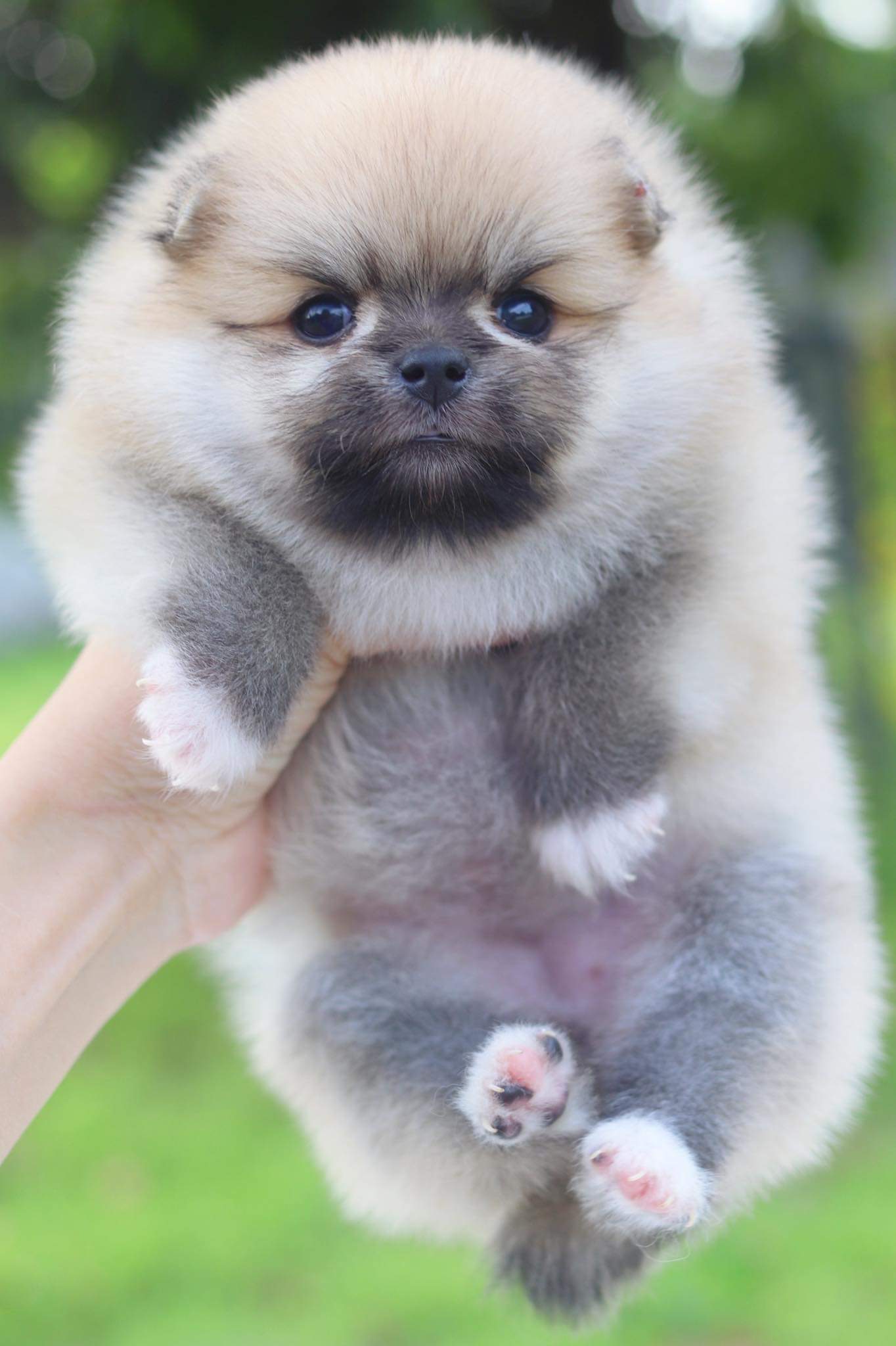 ปอมเมอเรเนียน เพศเมีย สีส้ม เกรดโชว์ มีถุงเท้า4 ข้าง