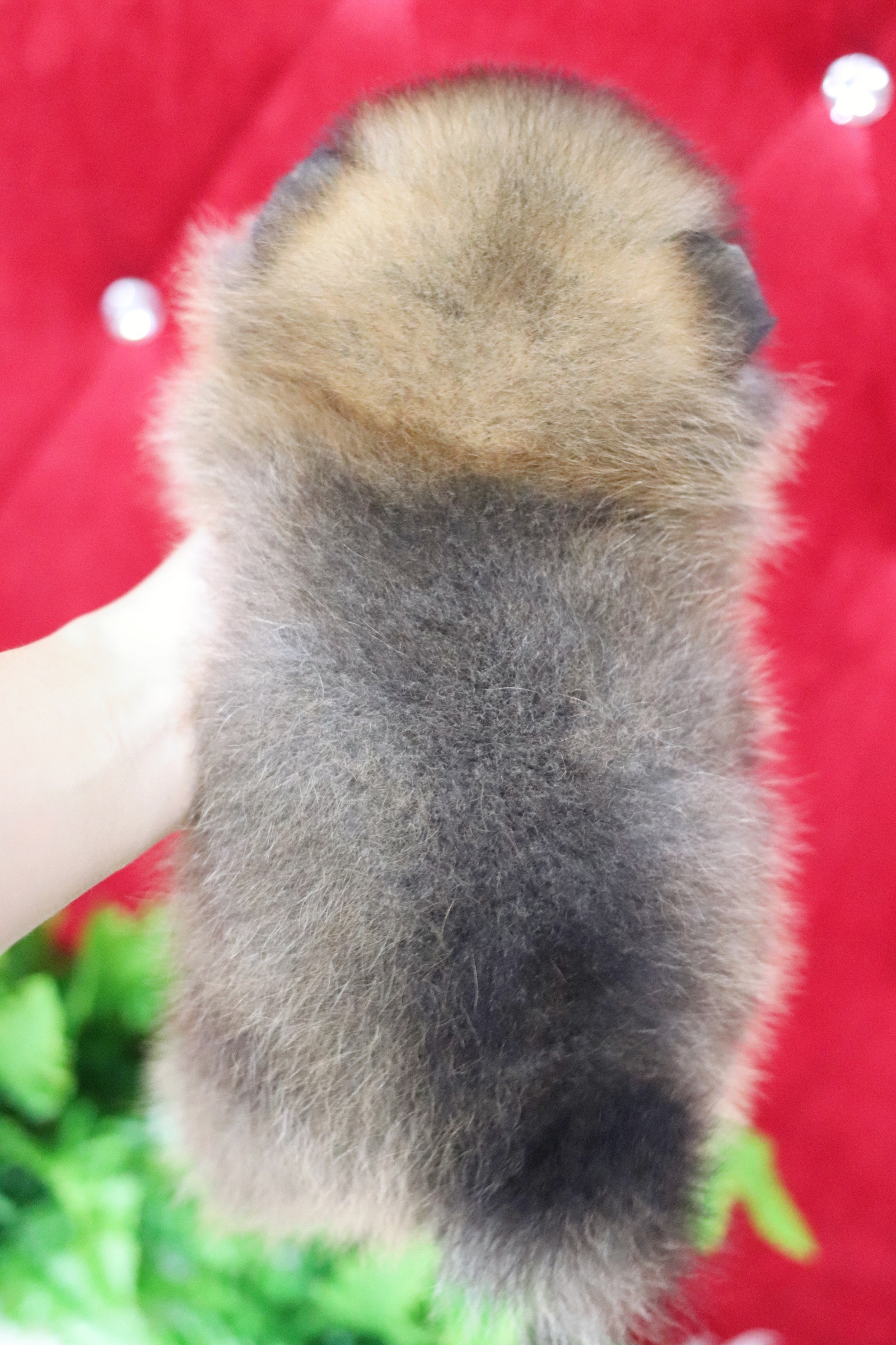 ปอมเมอเรเนียน เพศผู้ สีส้มไซส์เล็ก