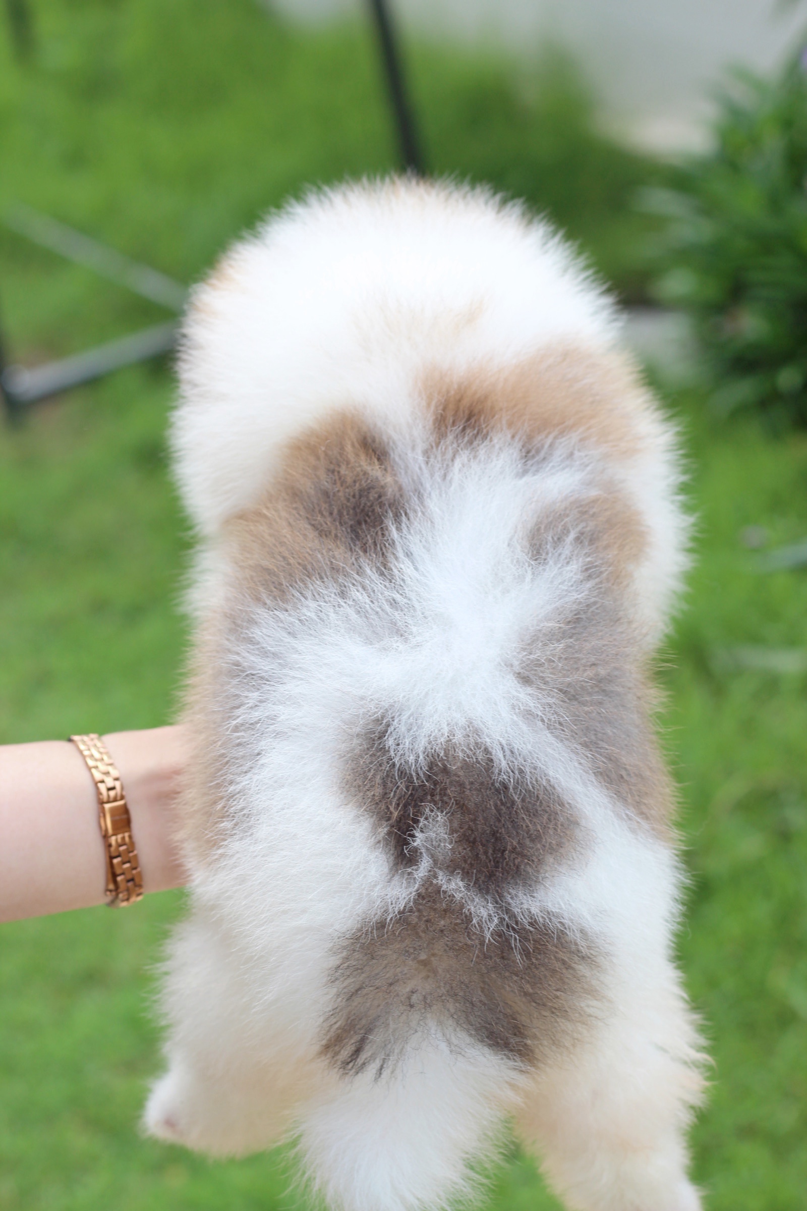 ปอมเมอเรเนียน เพศผู้ แฟนซี