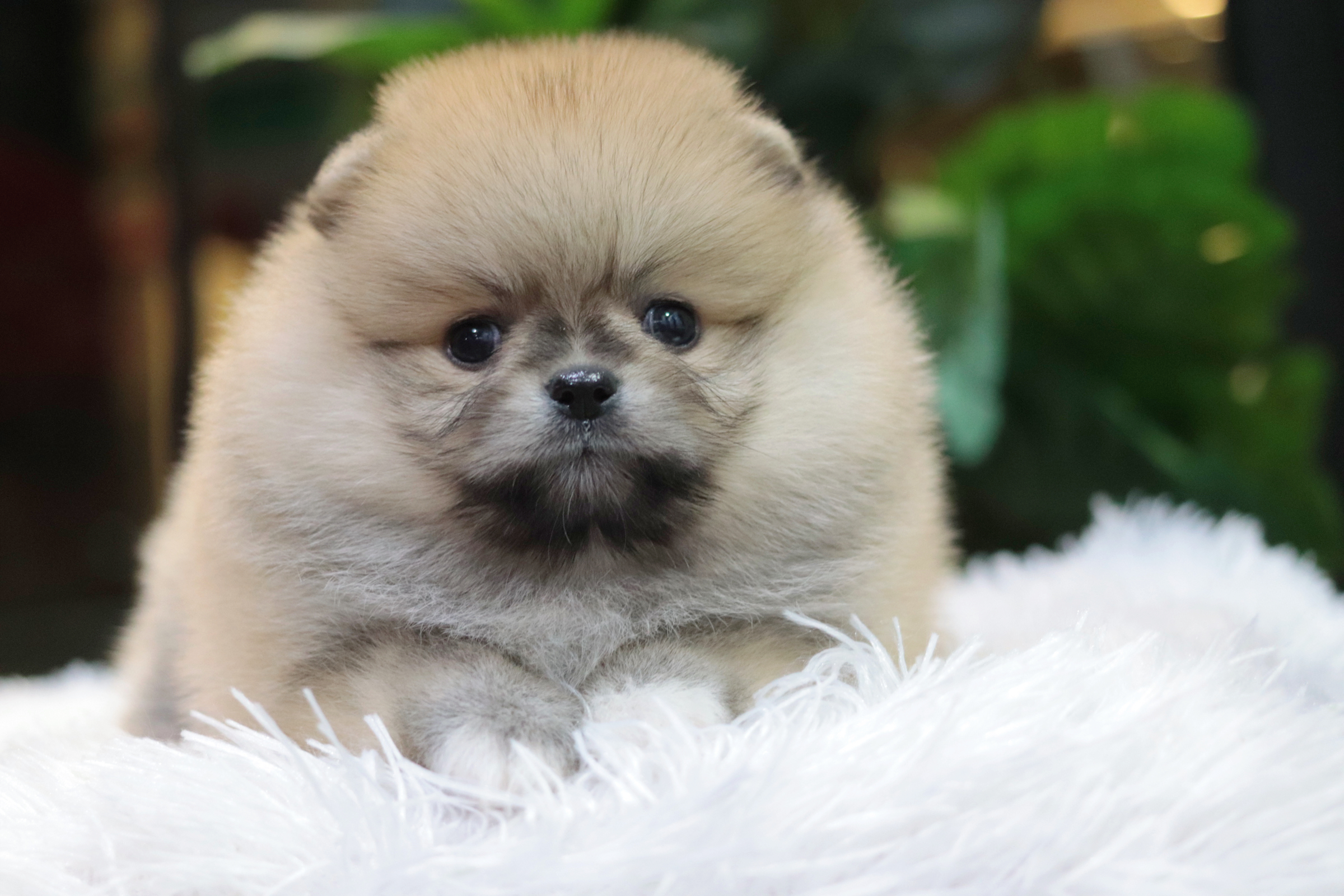 ปอมเมอเรเนียน เพศเมียสีส้มเกรดโชว์