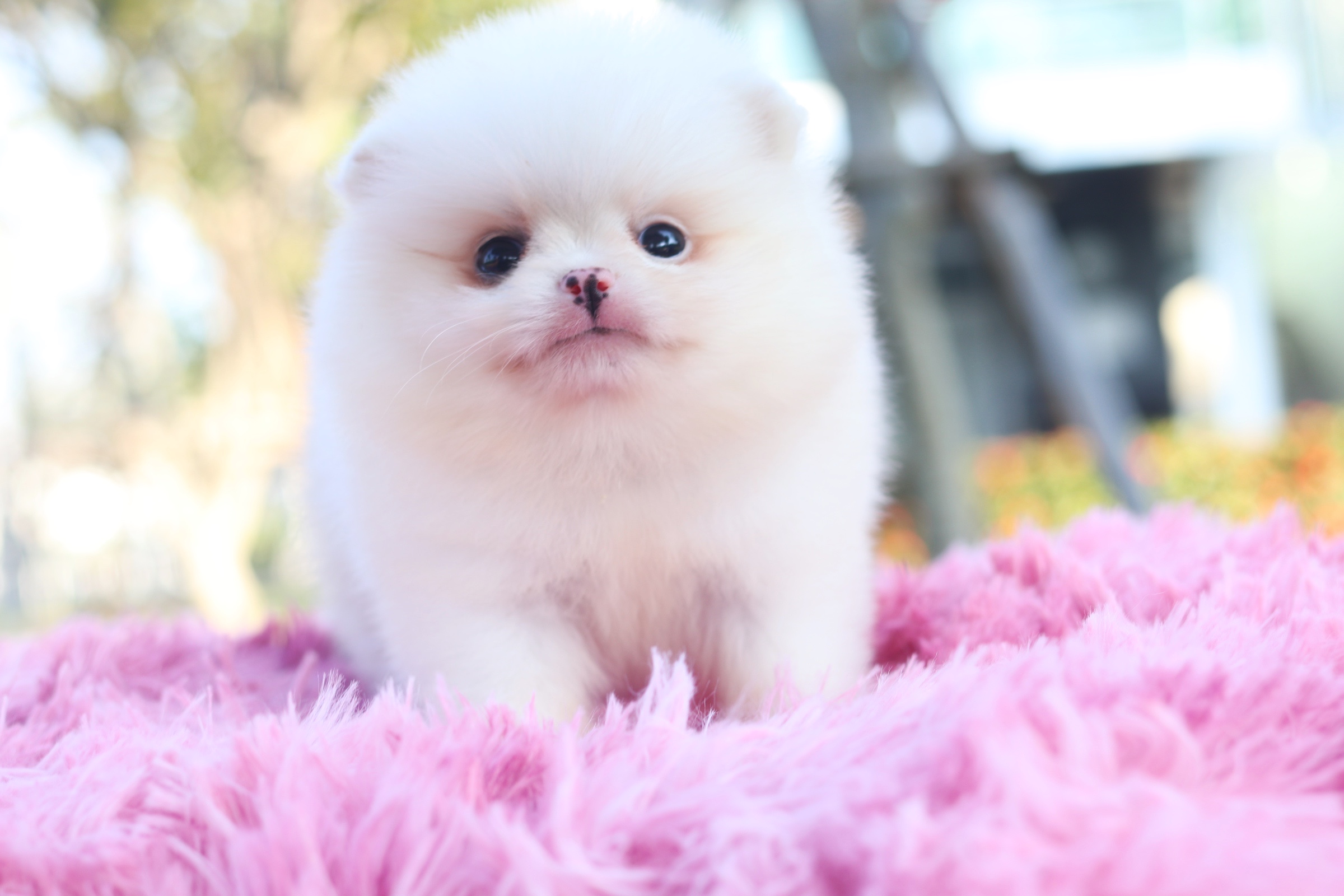 ปอมเมอเรเนียน เพศเมีย ไซส์เล็กขาวครีม