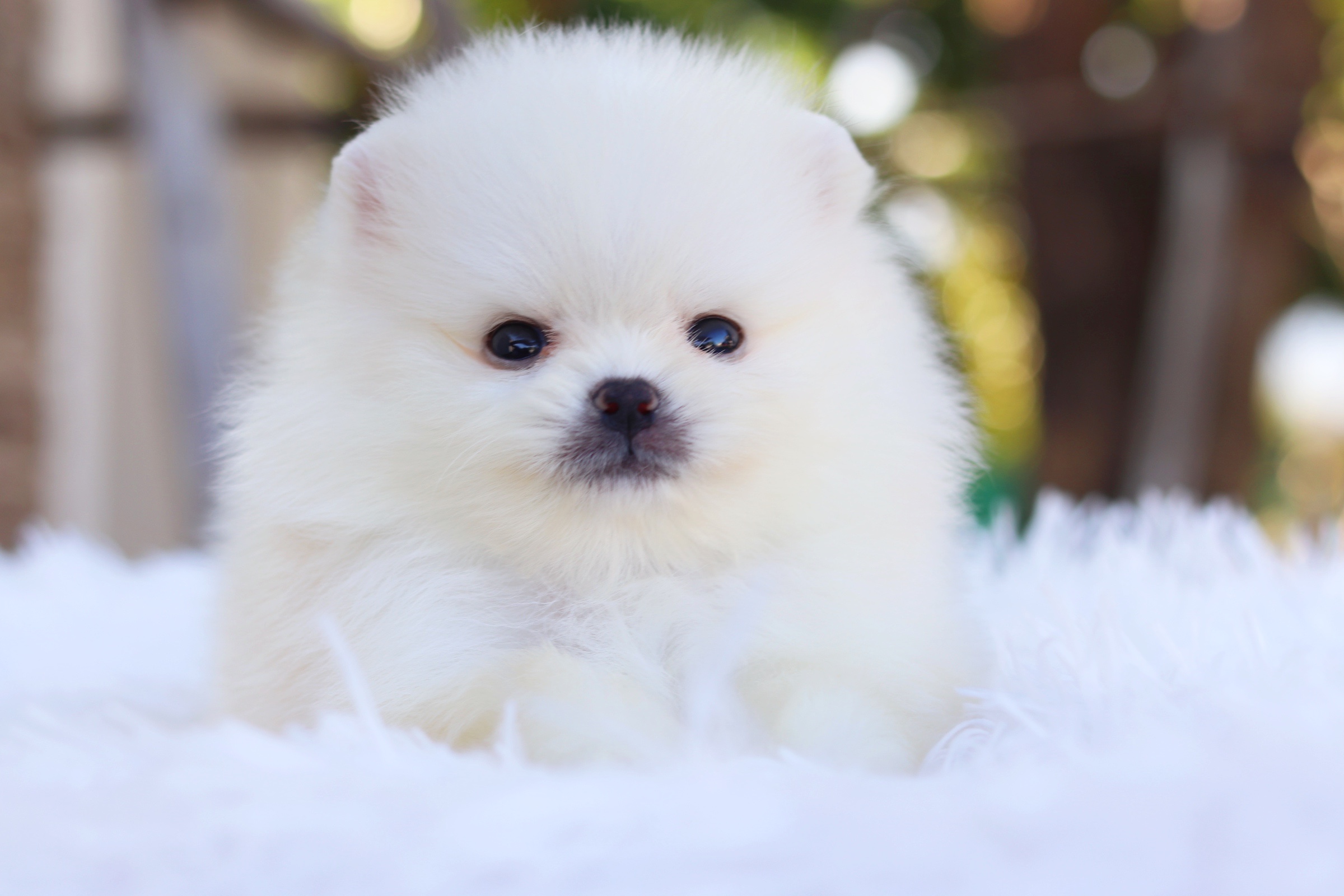 ปอมเมอเรเนียน เพศผู้ ไซส์เล็ก เกรดโชว์