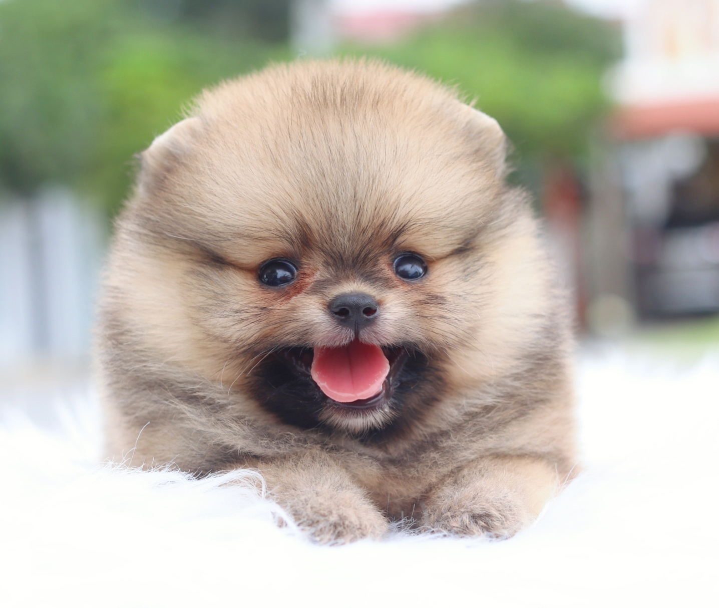 ปอมเมอเรเนียน เพศเมียสีส้ม