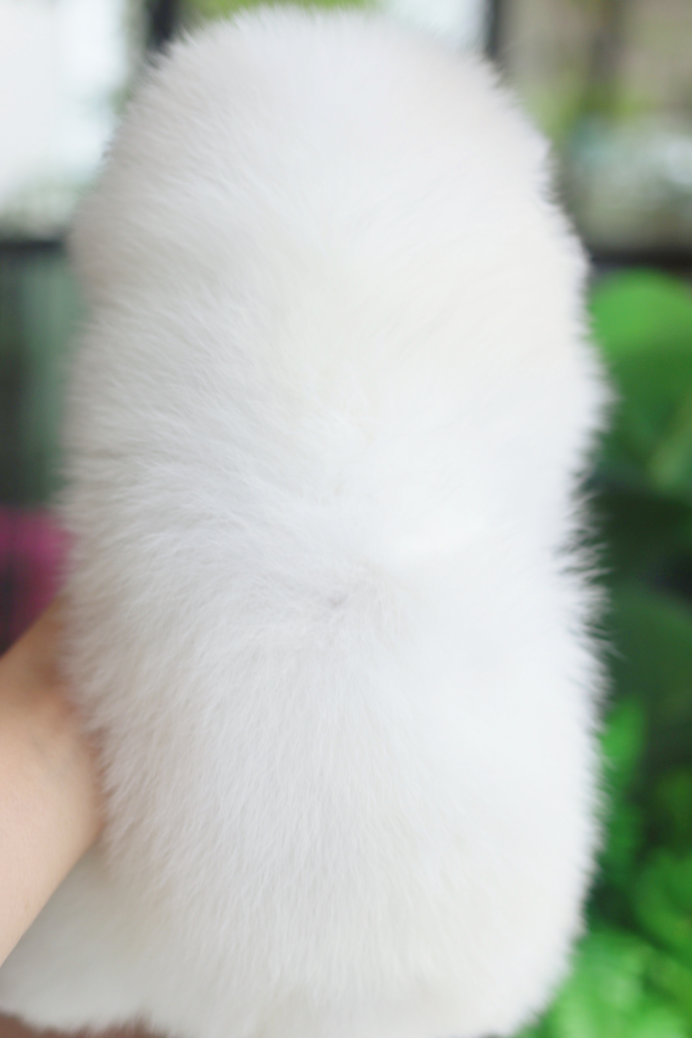 ปอมเมอเรเนียน เพศผู้สีขาวครีม