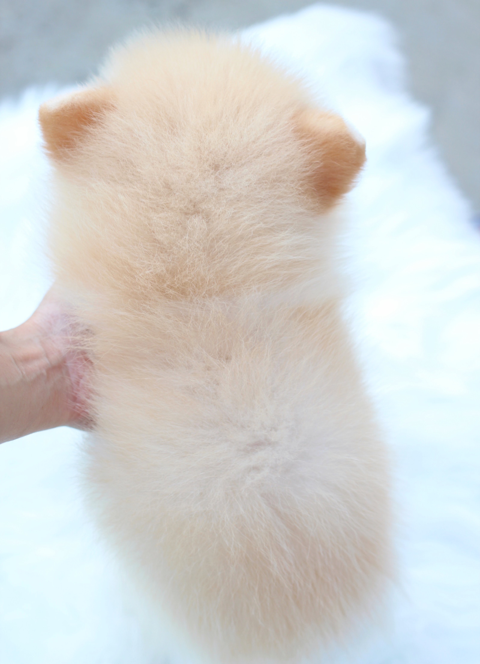 ปอมเมอเรเนียน เพศผู้ ครีม