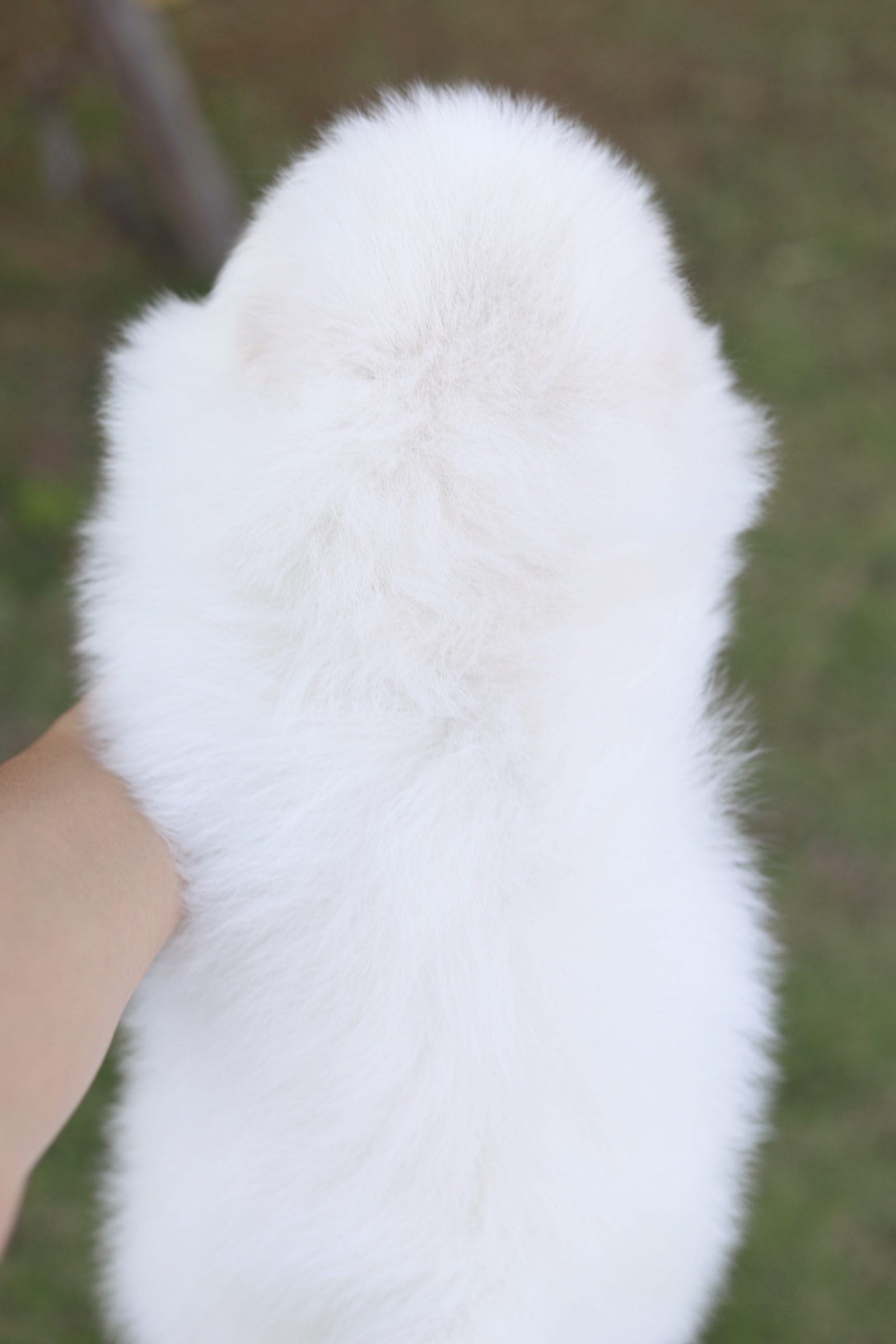 ปอมเมอเรเนียน เพศผู้ สีขาวครีมเกรดโชว์