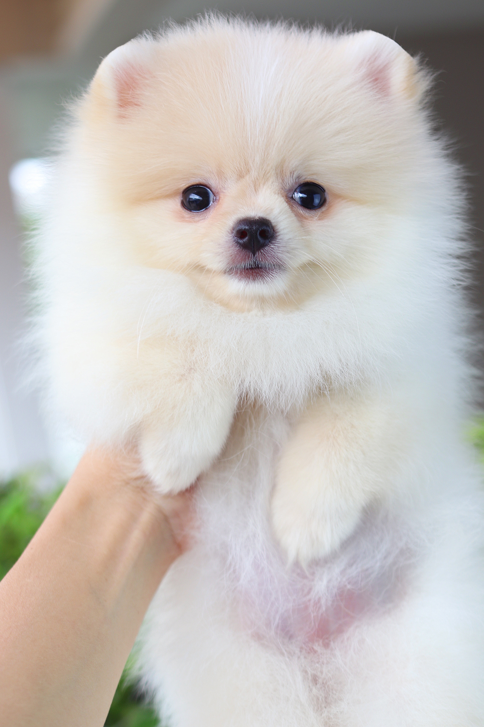 ปอมเมอเรเนียน เพศเมีย สีขาวครีม