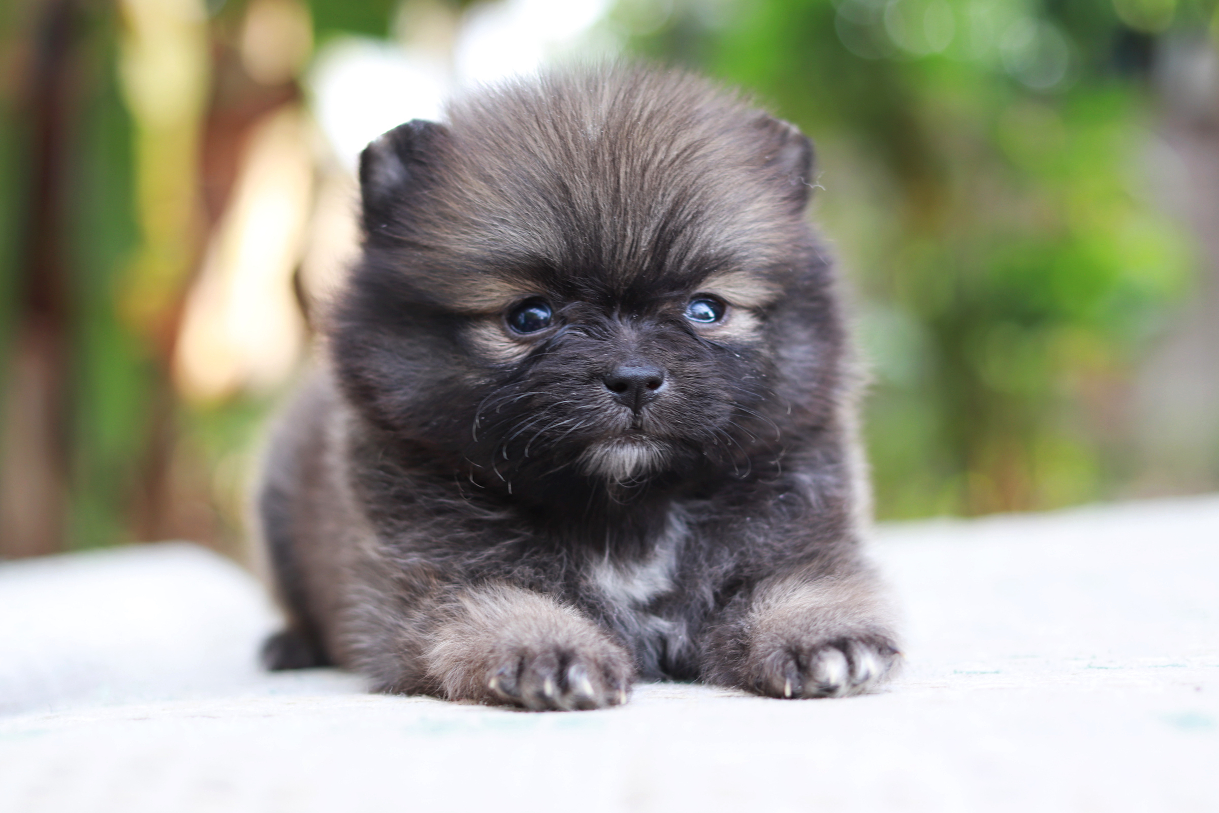 ปอมเมอเรเนียน เพศเมีย สีส้มทีคัพ