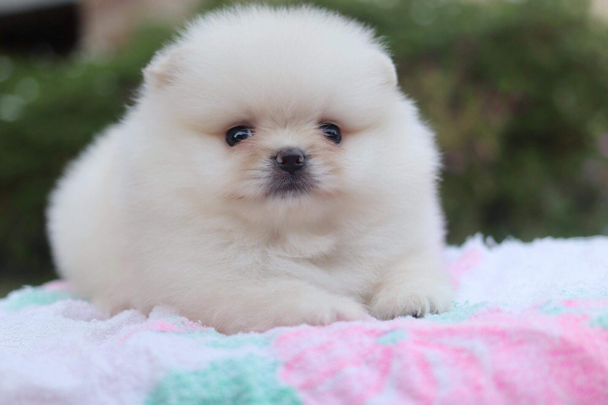 ปอมเมอเรเนียน เพศผู้