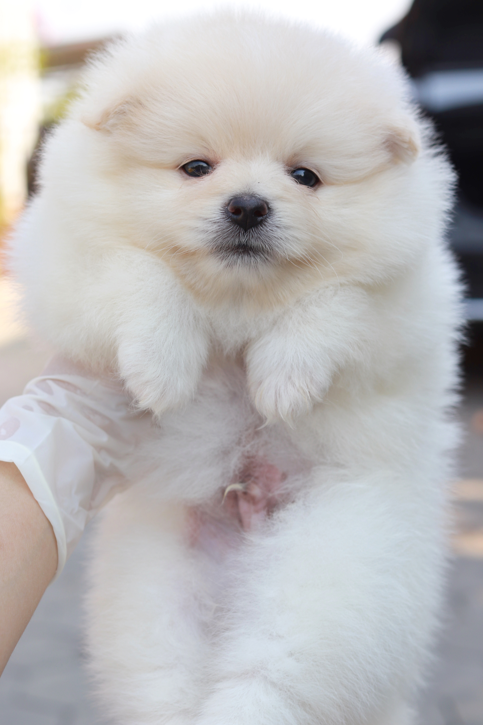 ปอมเมอเรเนียน เพศผู้