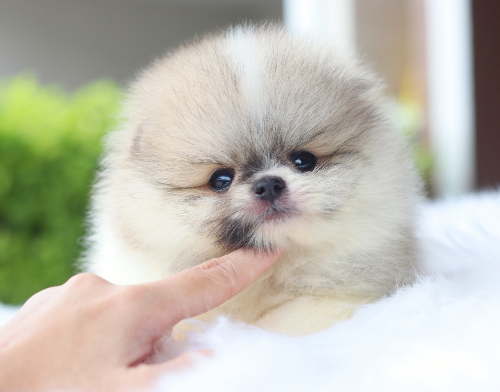 ปอมเมอเรเนียน เพศผู้สีแฟนซี