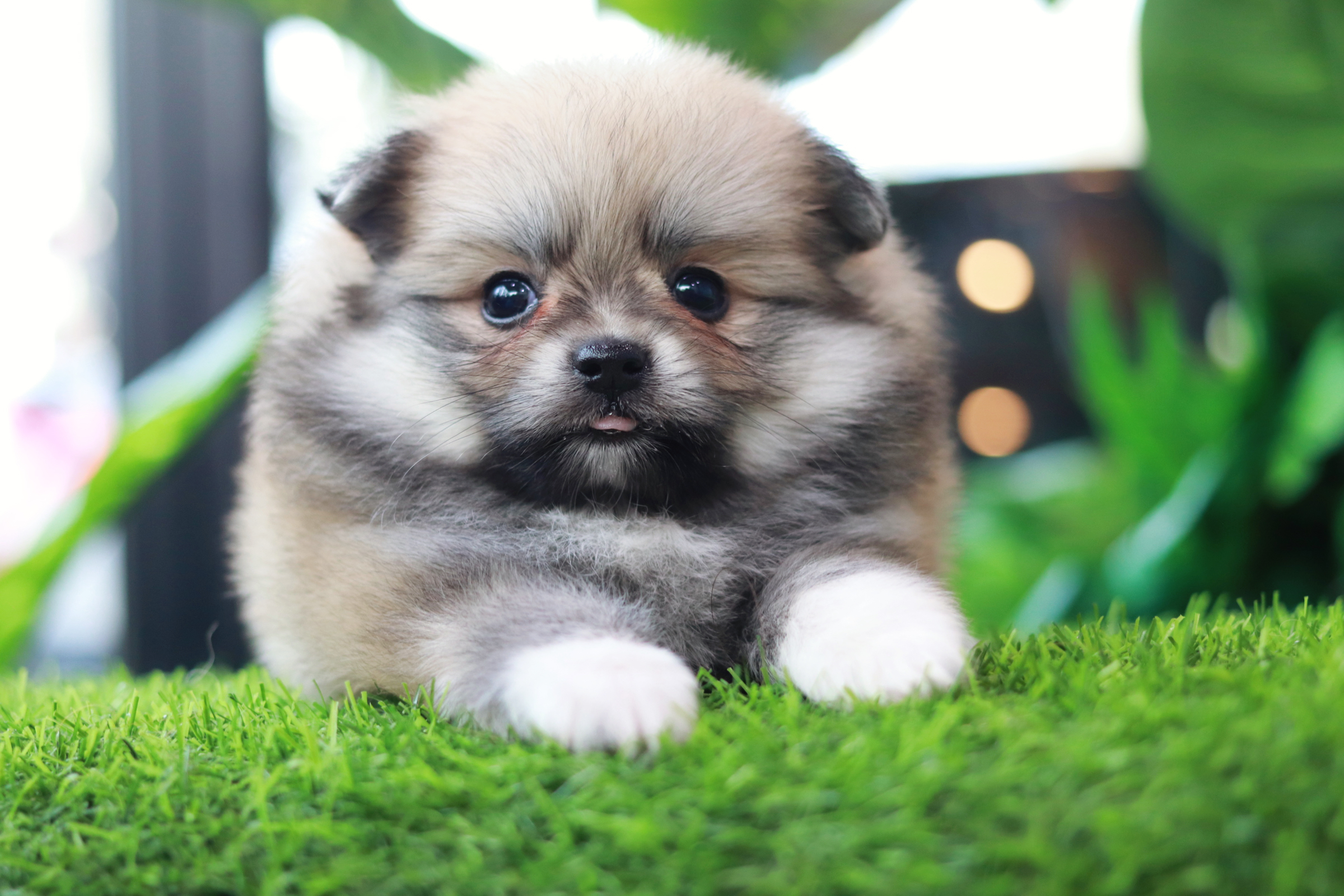 ปอมเมอเรเนียน เพศเมีย สีส้ม