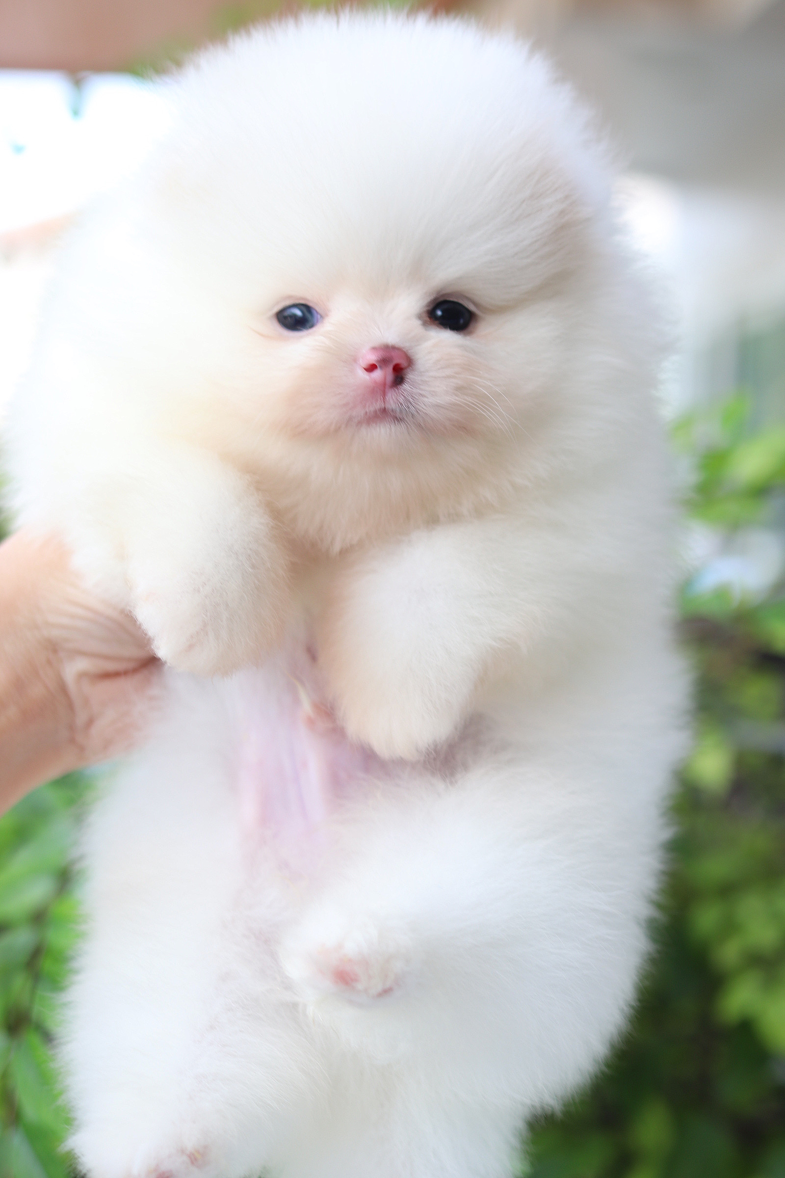 ปอมเมอเรเนียน เพศผู้สีขาว ลูกครึ่งเกาหลี