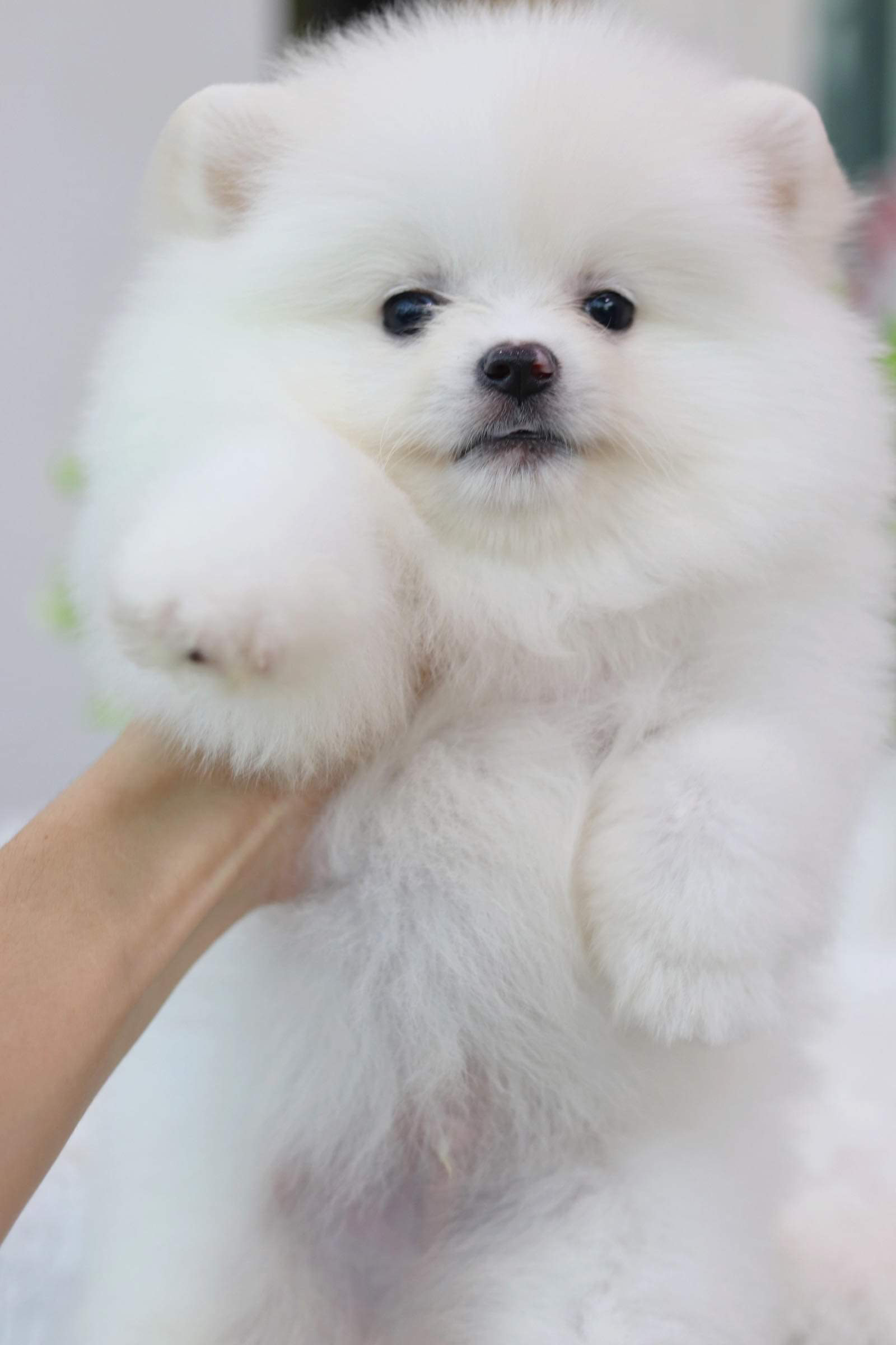 ปอมเมอเรเนียน เพศผู้