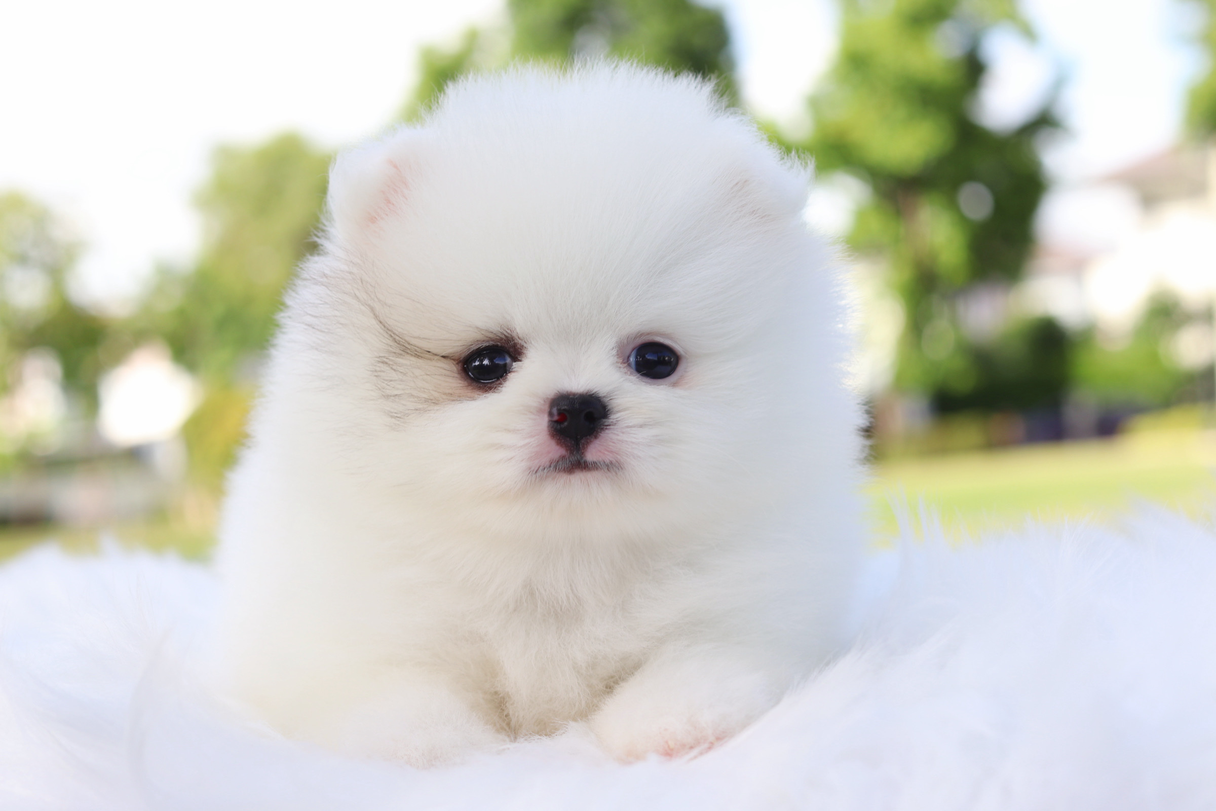 ปอมเมอเรเนียน เพศเมียสีแฟนซี