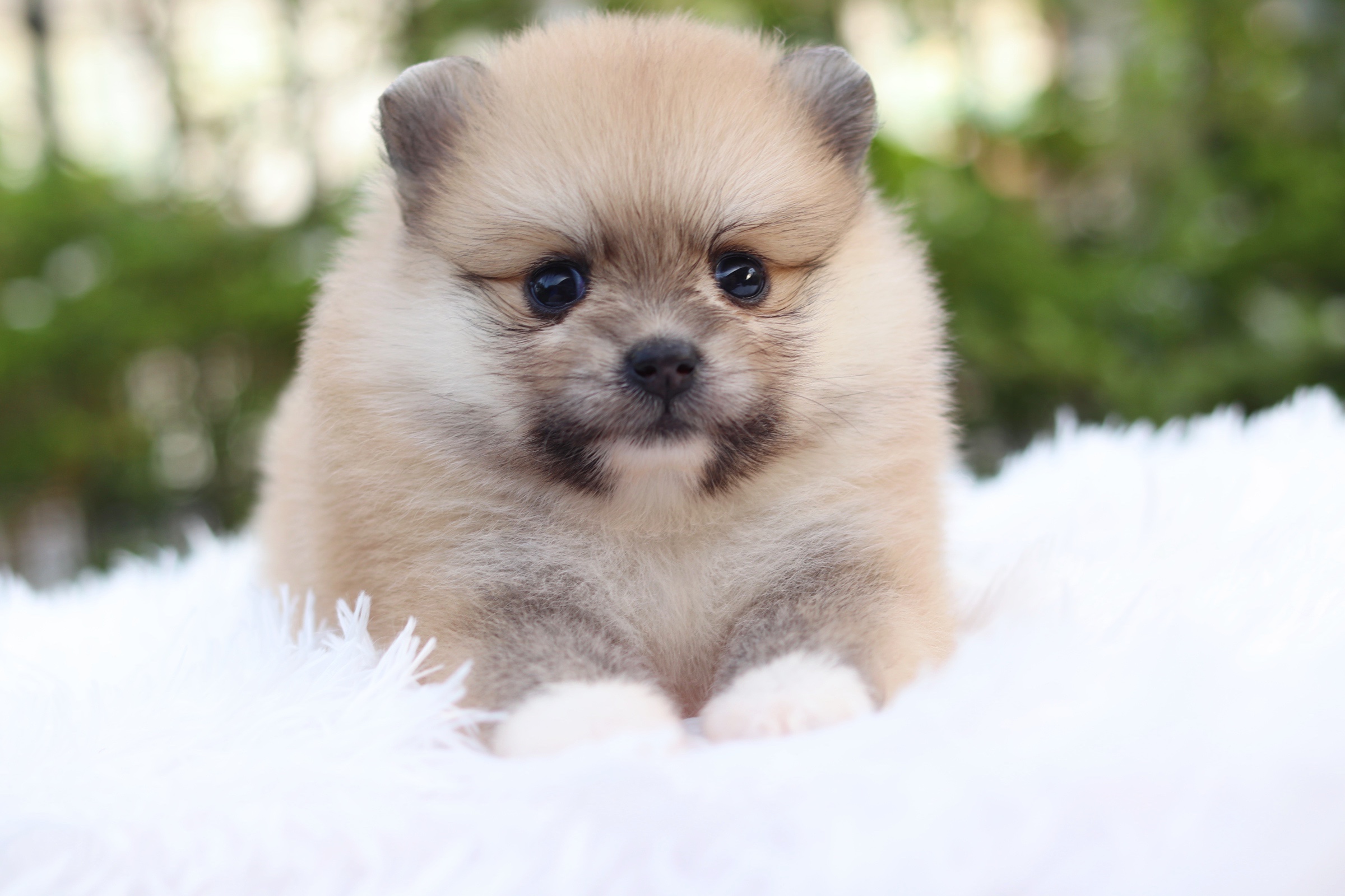 ปอมเมอเรเนียน เพศเมียสีส้ม