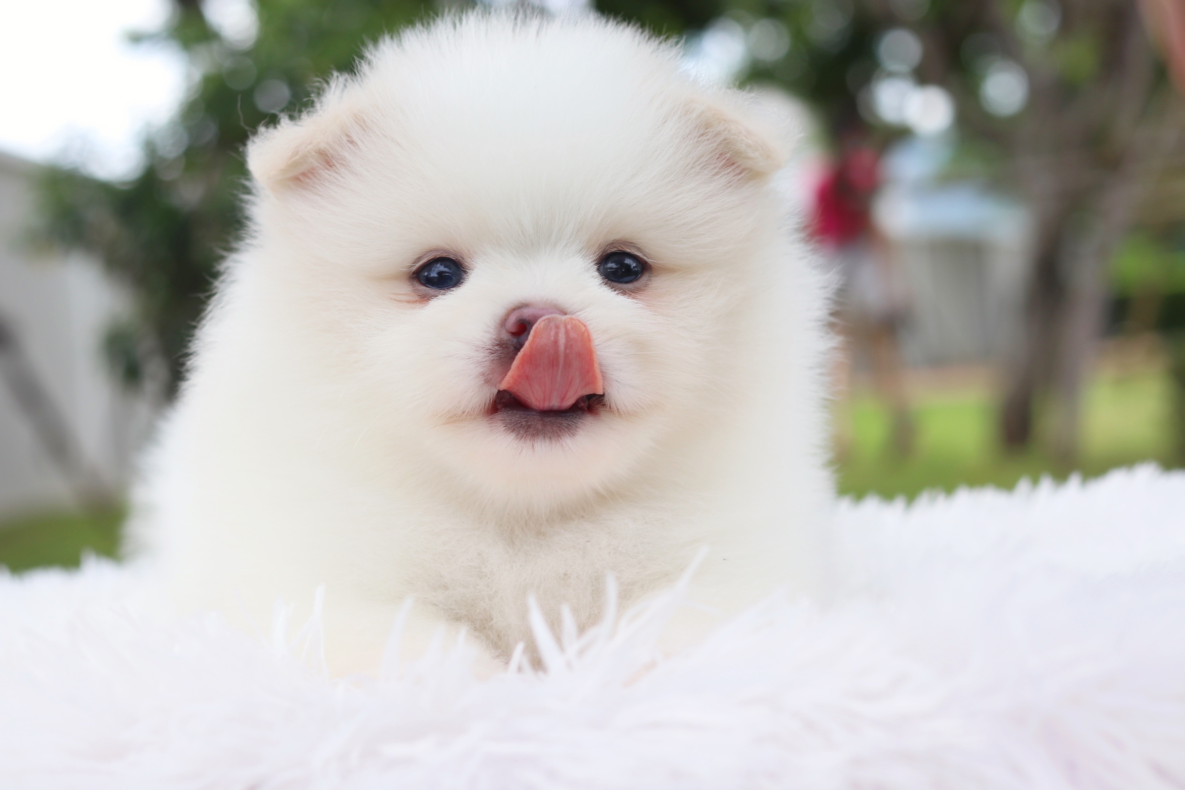 ปอมเมอเรเนียน เพศผู้ สีขาวครีม