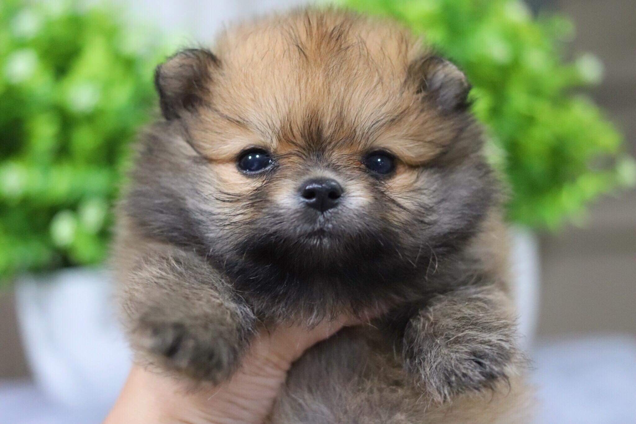 ปอมเมอเรเนียน เพศเมีย