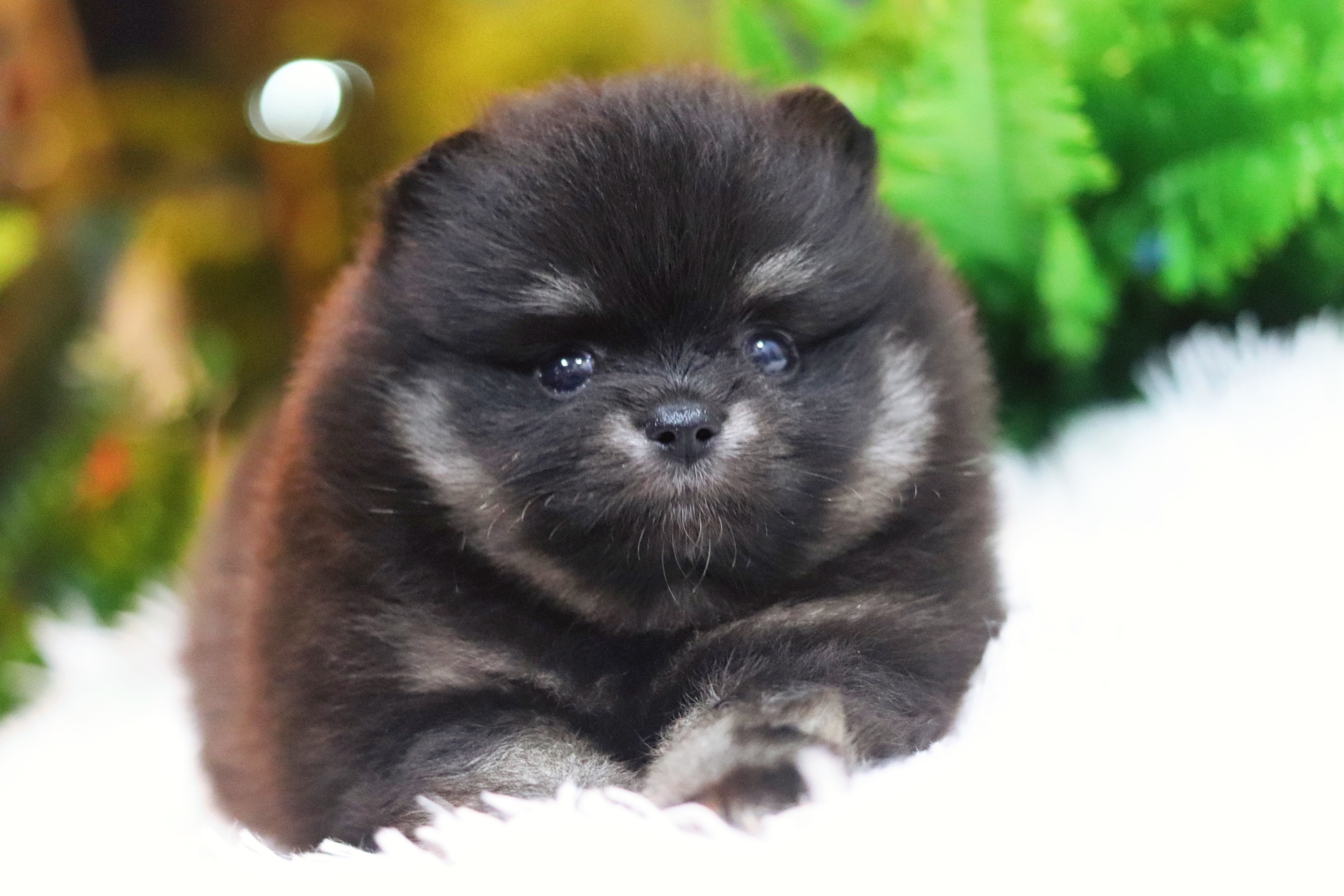 ปอมเมอเรเนียน เพศเมีย สีแบล็คแทน