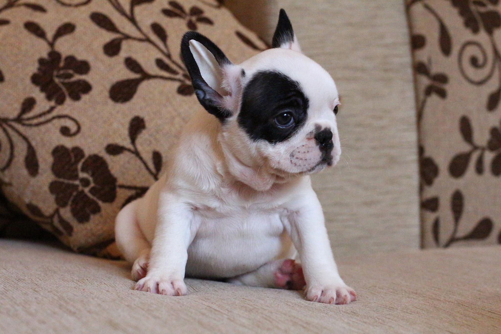 น้องชูว์ก้า เฟรนช์บูลด็อก สีขาวดำ มาร์คโมเช่