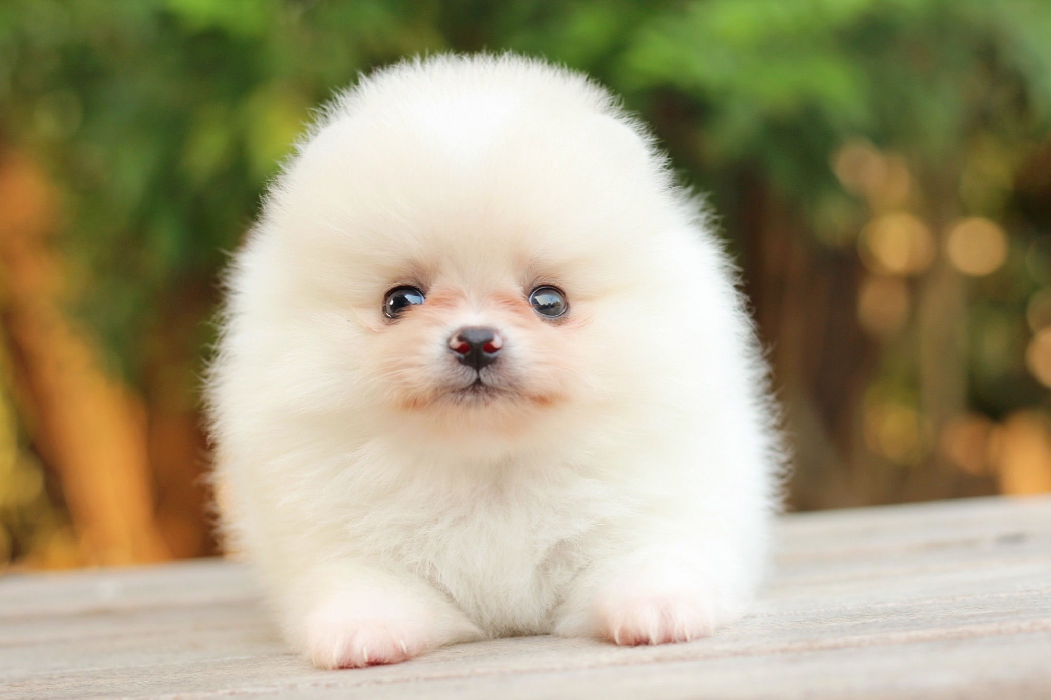 ปอมเมอเรเนียน เพศผู้ขาวครีม