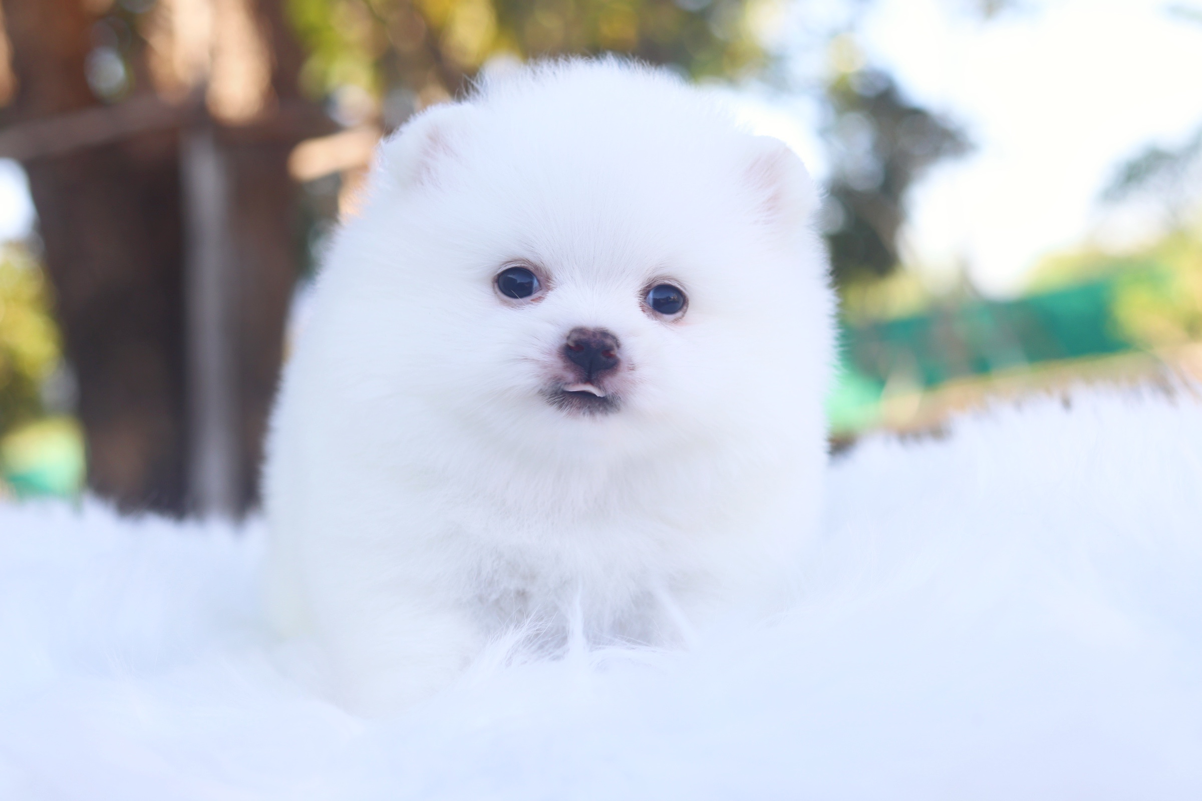 ปอมเมอเรเนียน เพศผู้ สีขาวครีม