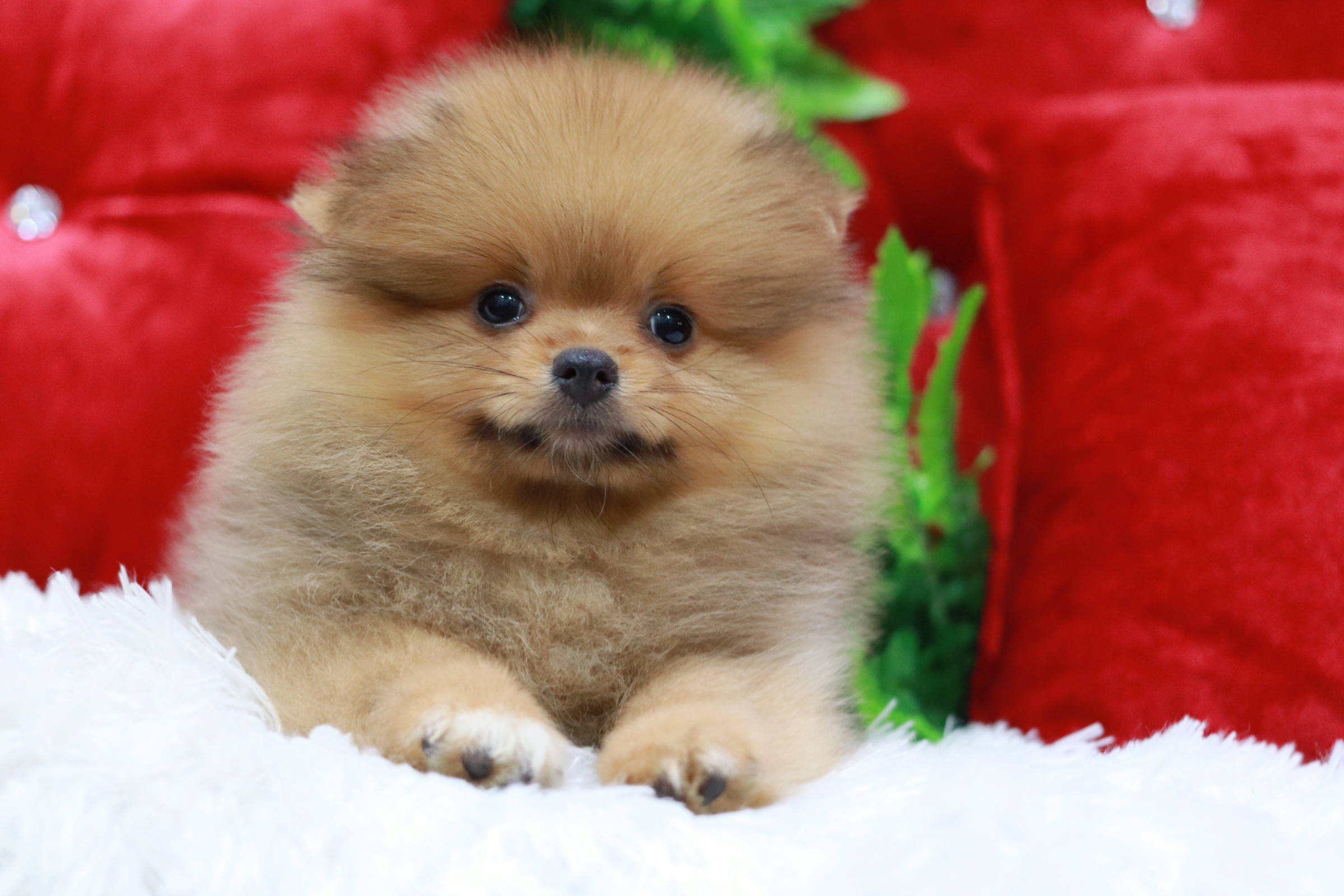 ปอมเมอเรเนียน เพศผู้ สีส้ม