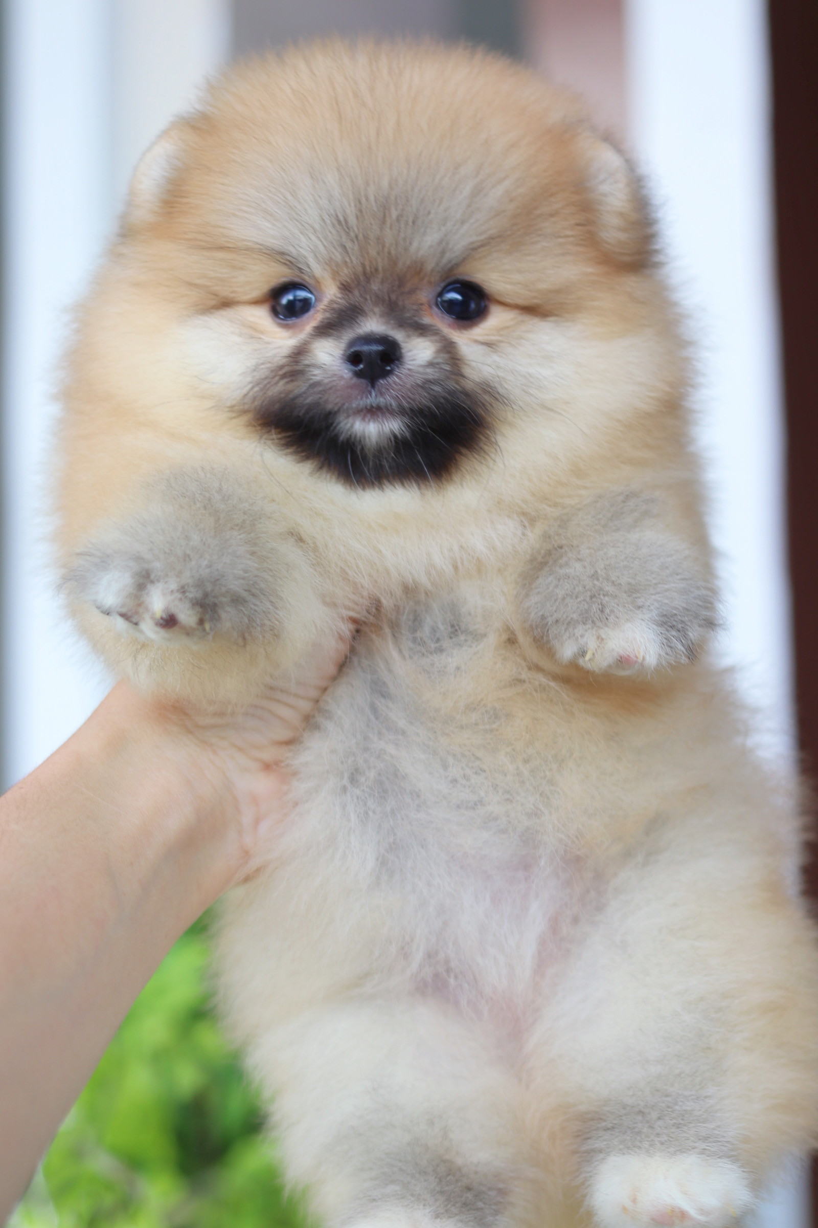 ปอมเมอเรเนียน เพศเมียสีส้ม