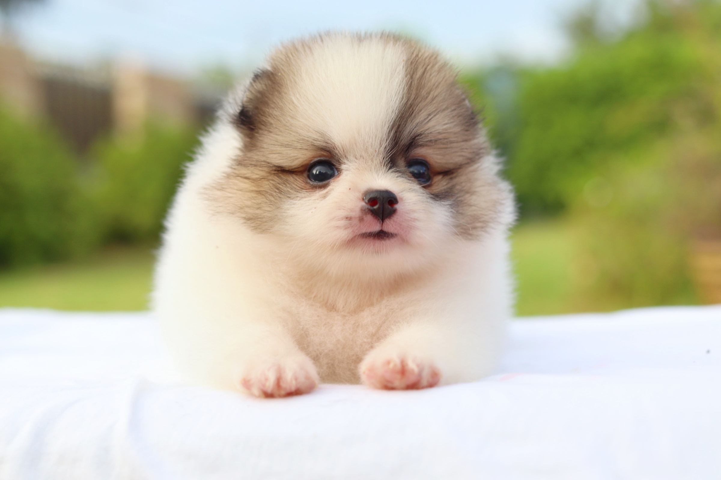 ปอมเมอเรเนียน เพศเมียแฟนซี