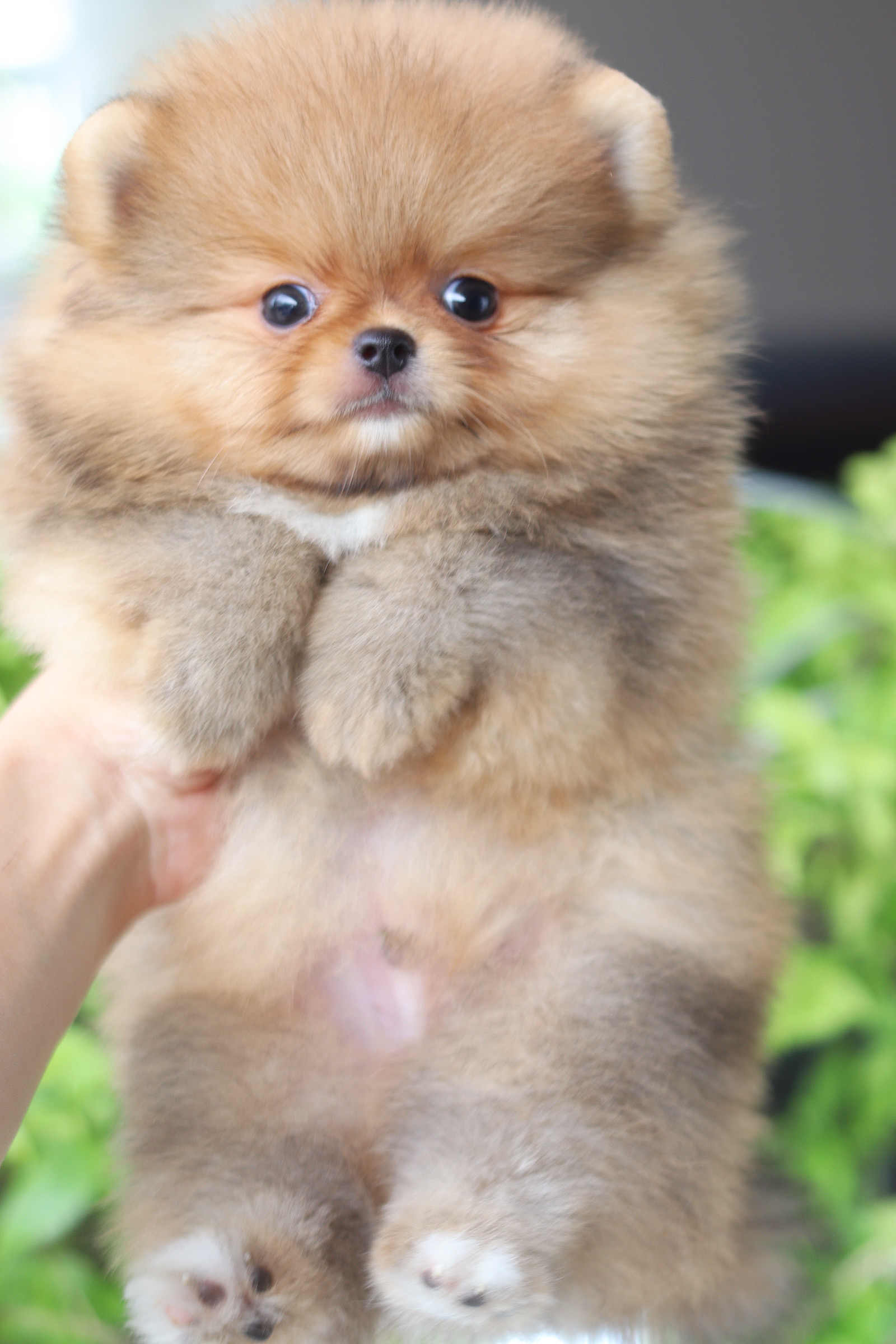 ปอมเมอเรเนียน เพศผูั สีส้ม เกรดโชว์