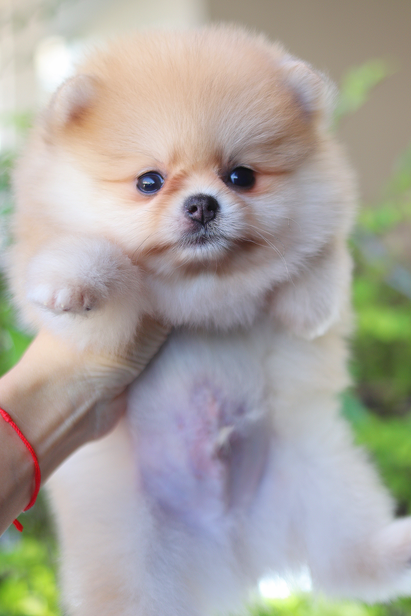 ปอมเมอเรเนียน เพศผู้ สีส้ม