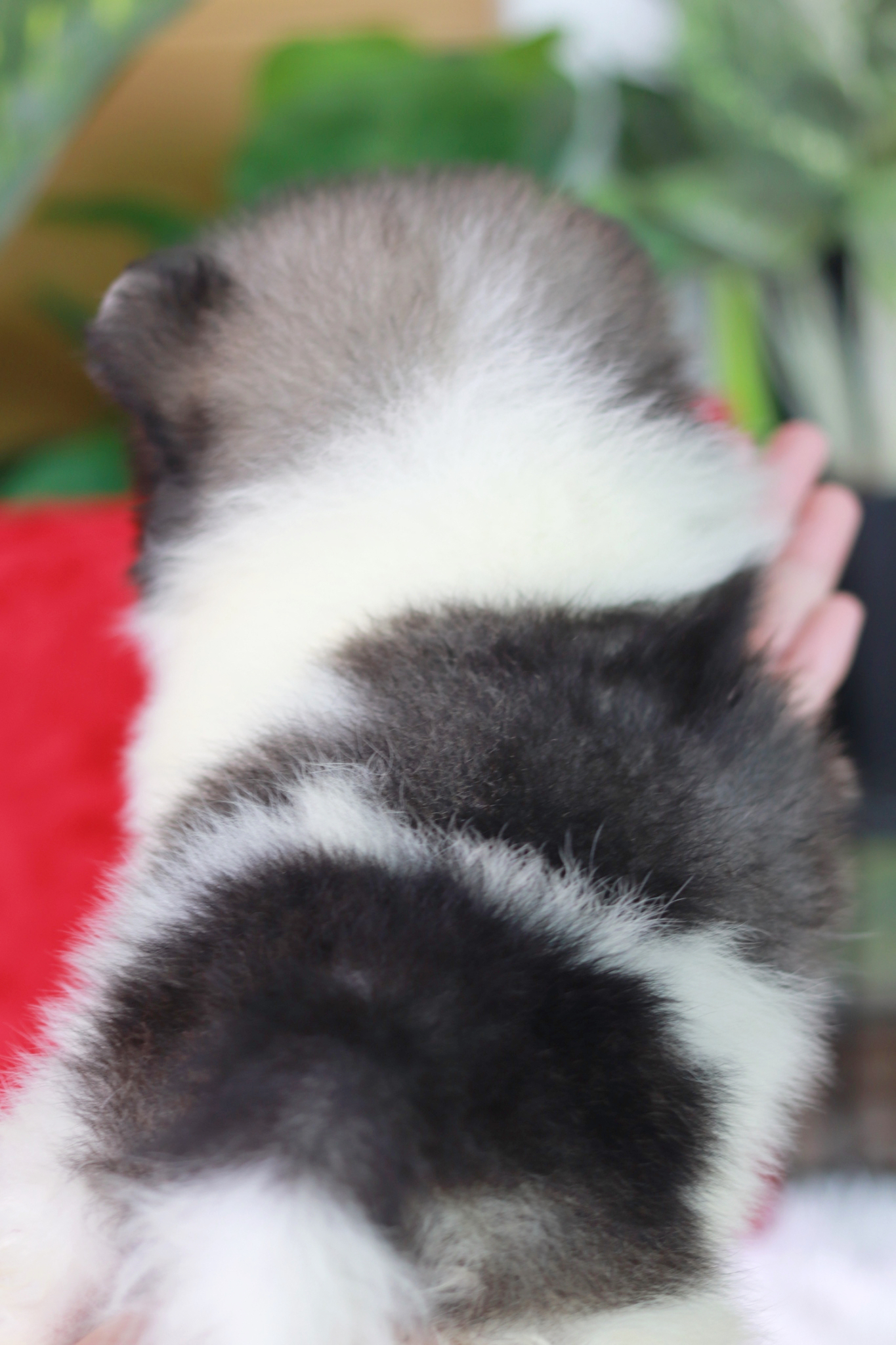 ปอมเมอเรเนียน เพศผู้ สีแฟนซีไซส์เล็ก