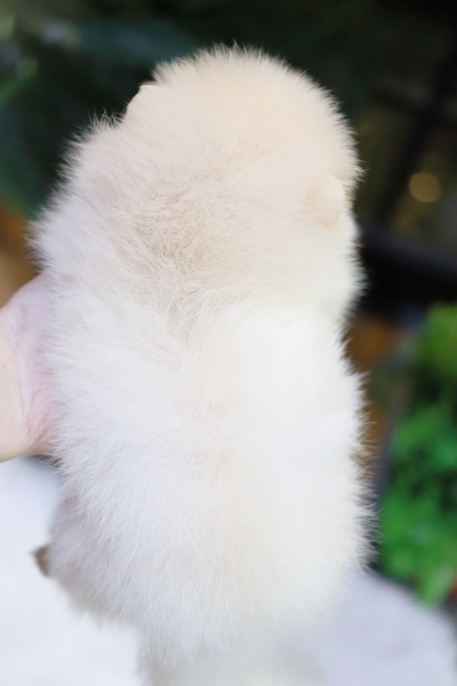 ปอมเมอเรเนียน เพศเมียขาวครีม