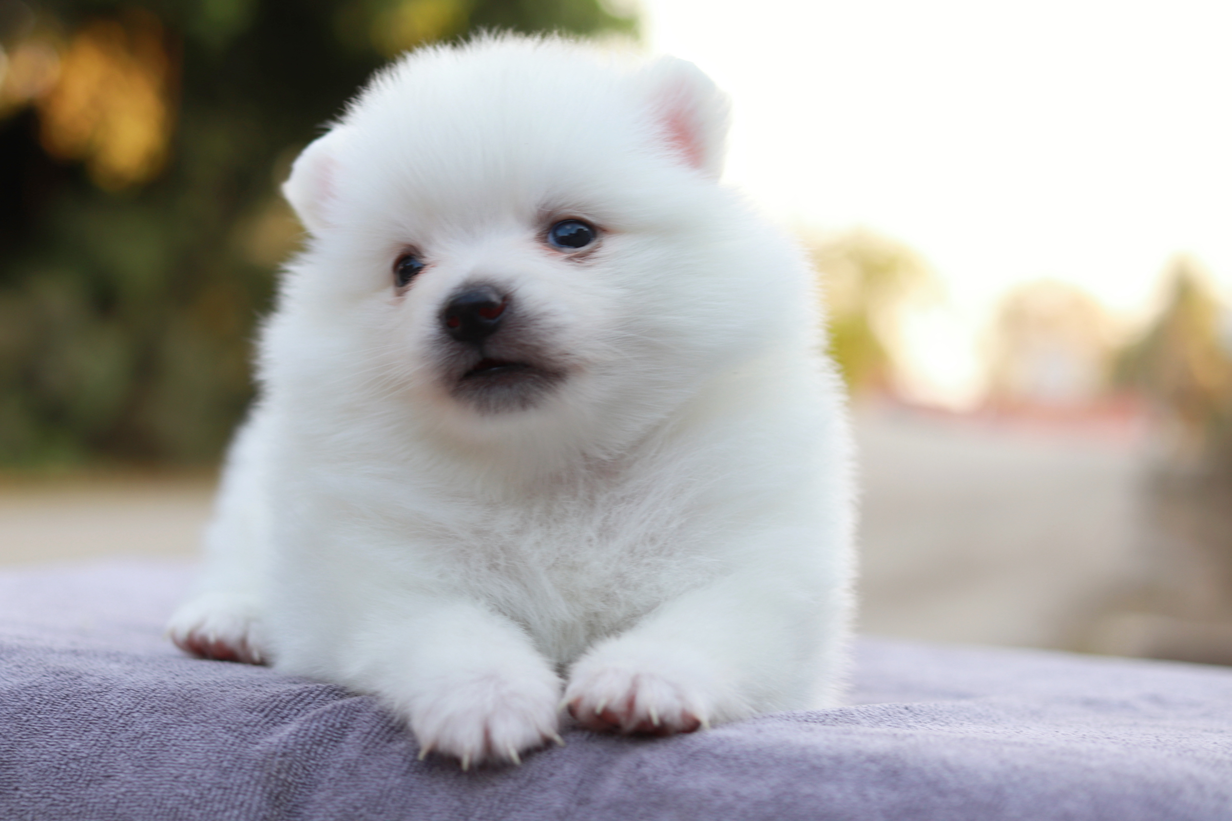 ปอมเมอเรเนียน เพศผู้ขาว