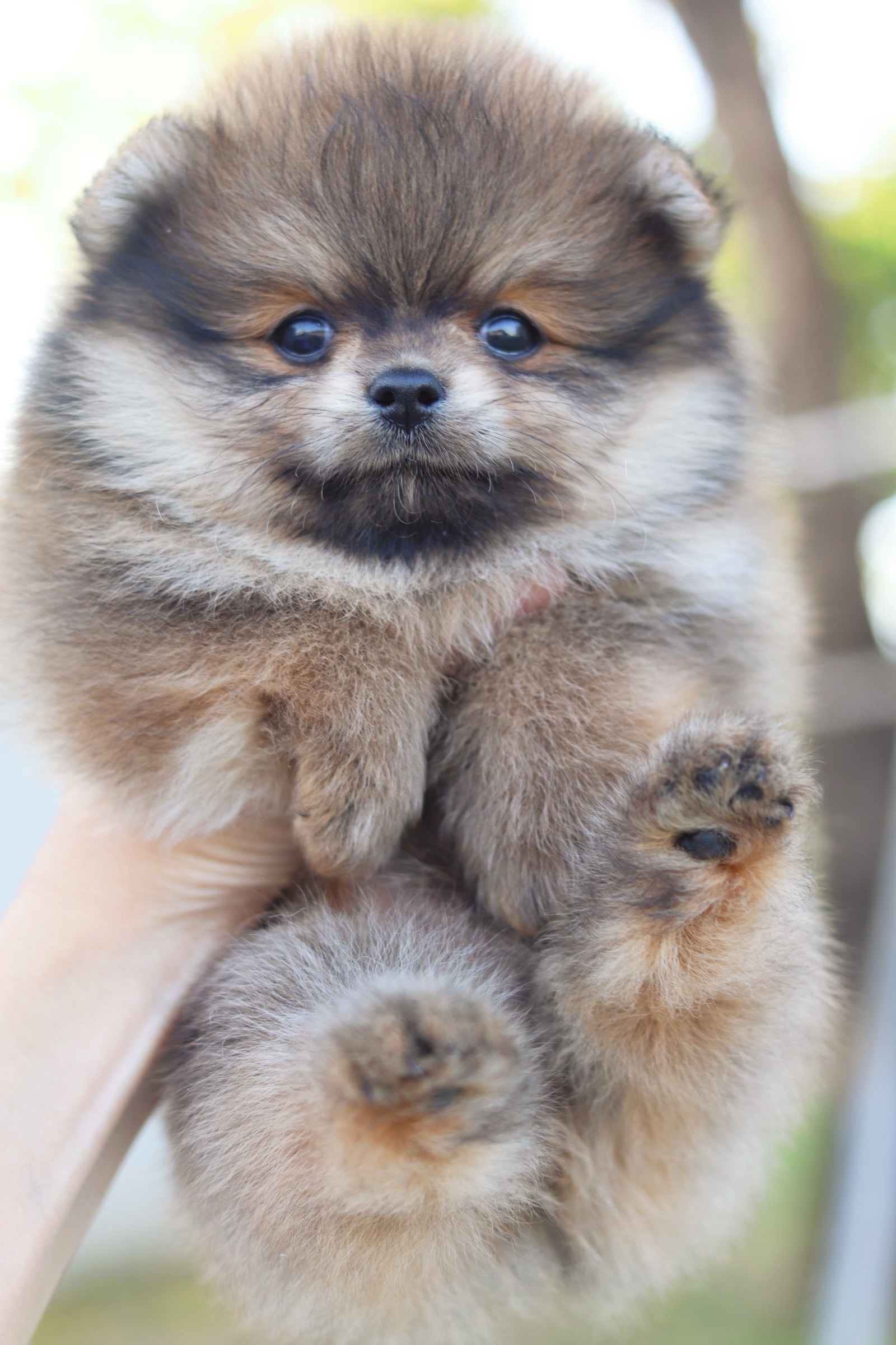 ปอมเมอเรเนียน เพศเมียสีส้ม