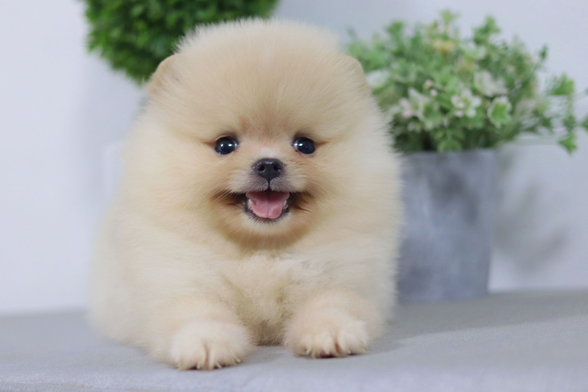 ปอมเมอเรเนียน เพศผู้ครีม